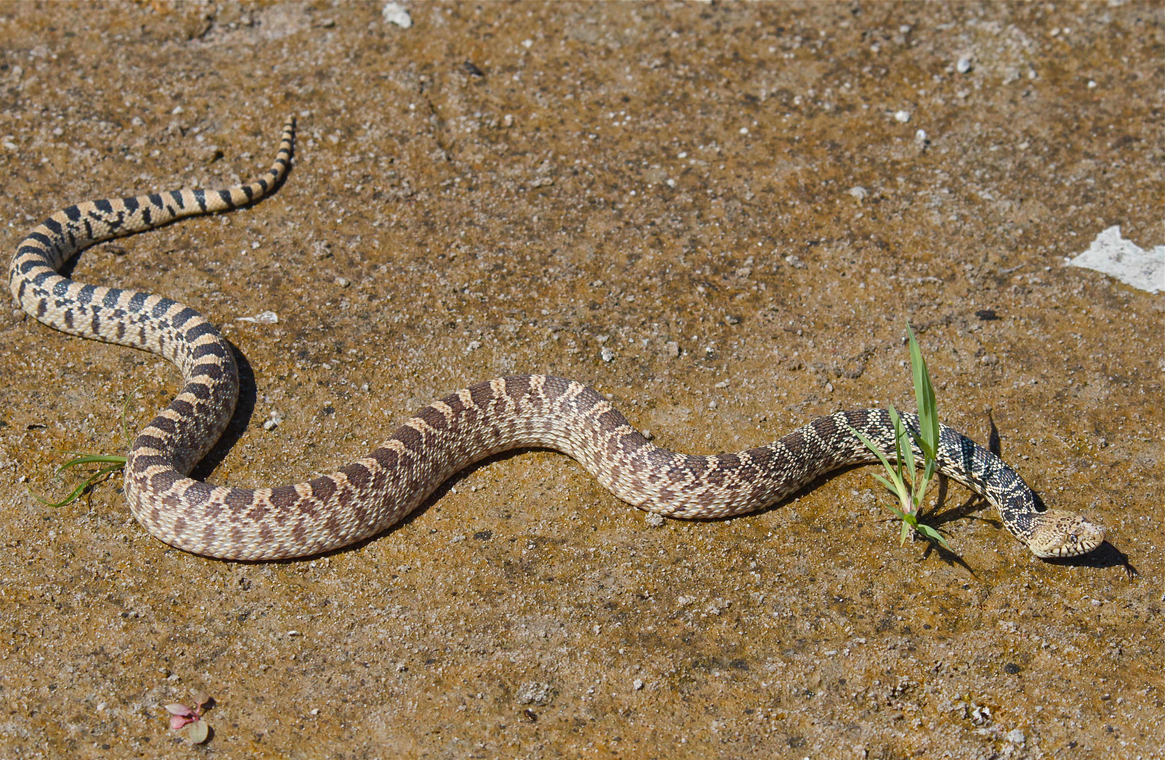 Bull Snakes Plants and Animals of Northeast Colorado