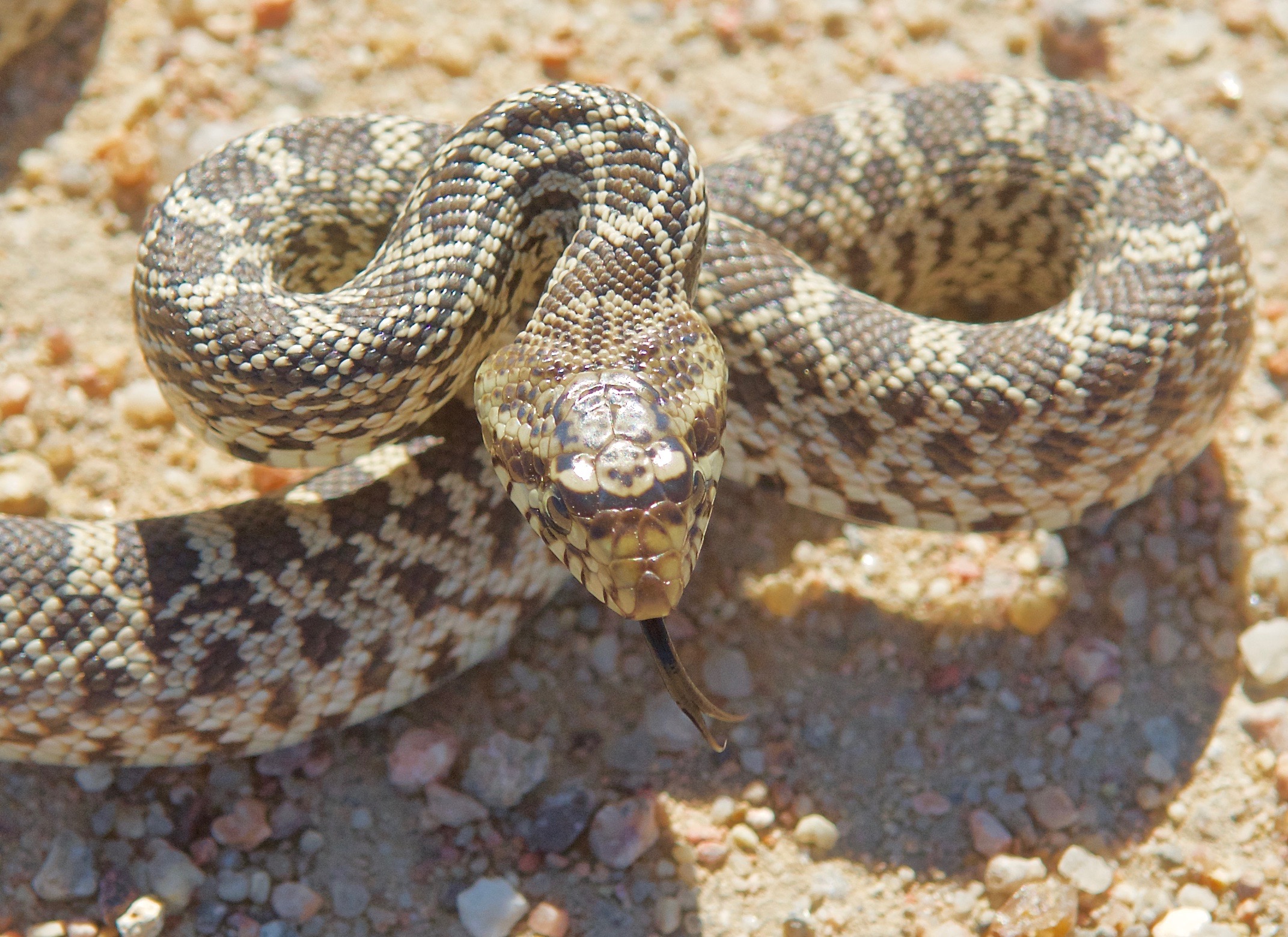 Bull Snakes Plants and Animals of Northeast Colorado