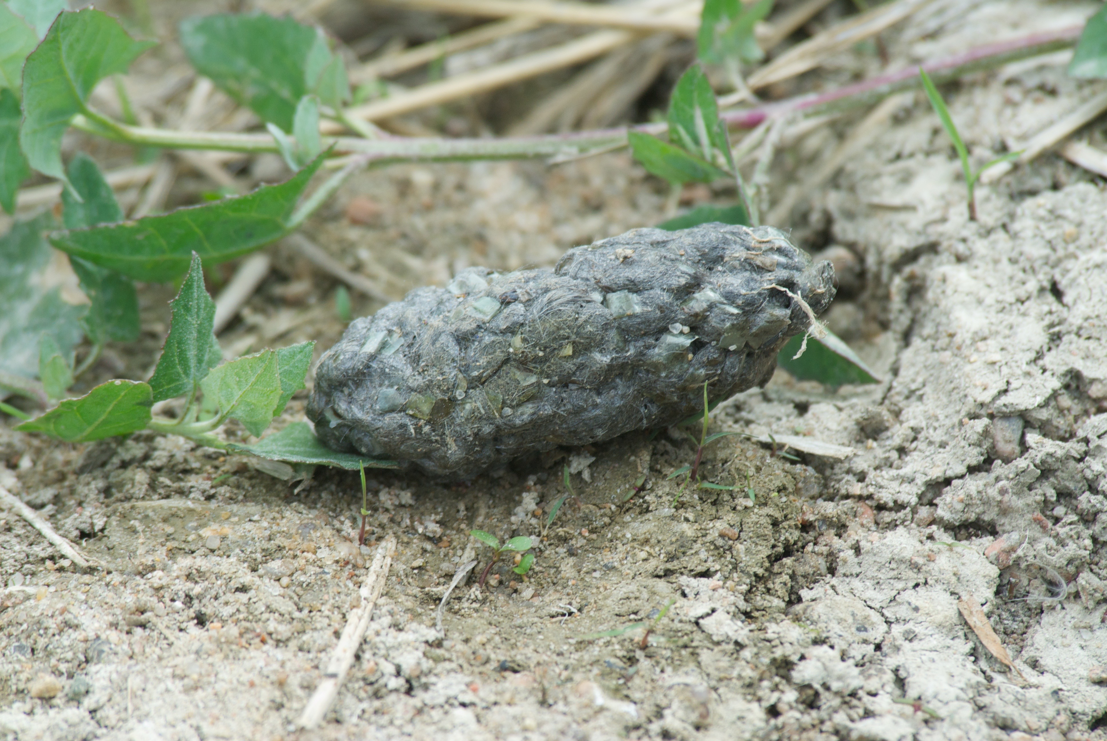 Scat (Blue Heron Pellet?)