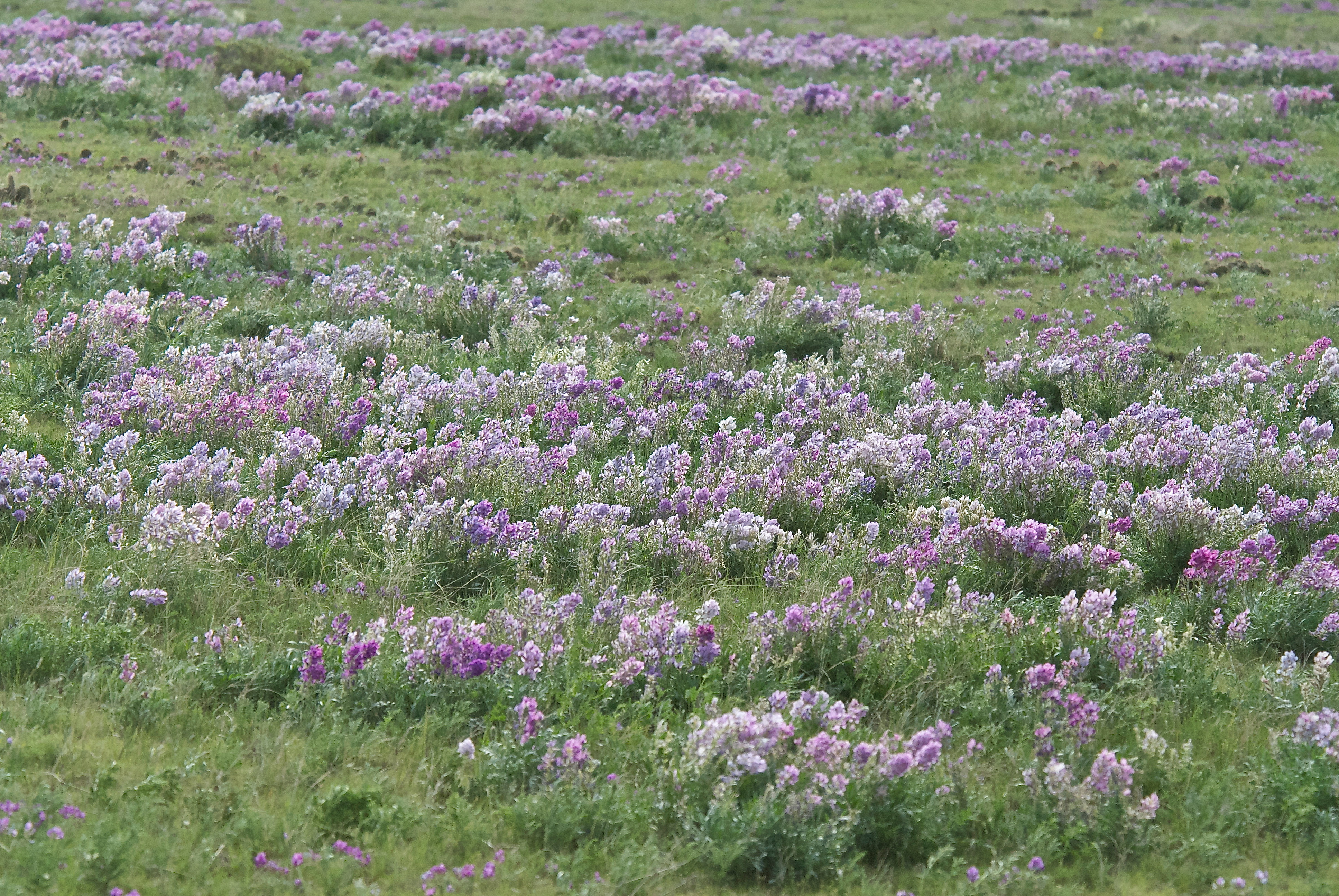 Lambert's Locoweed (Oxytropis lambertii)