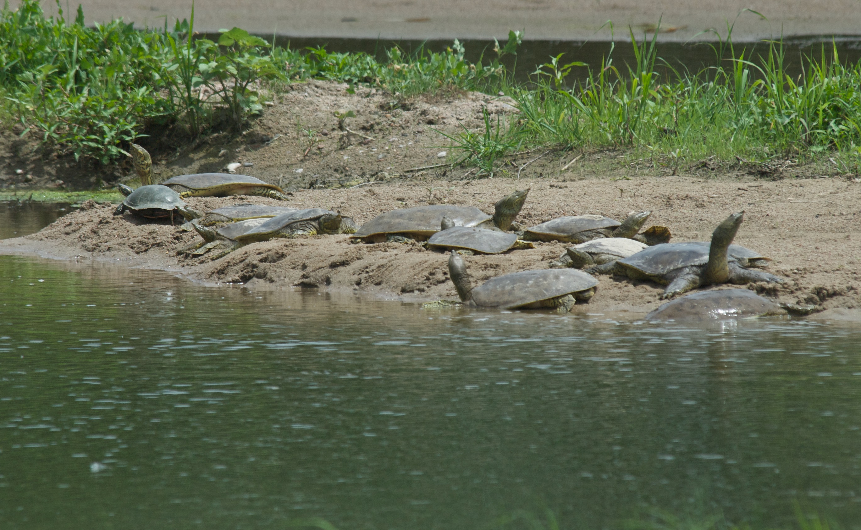 Spiny Soft-Shelled Turtles