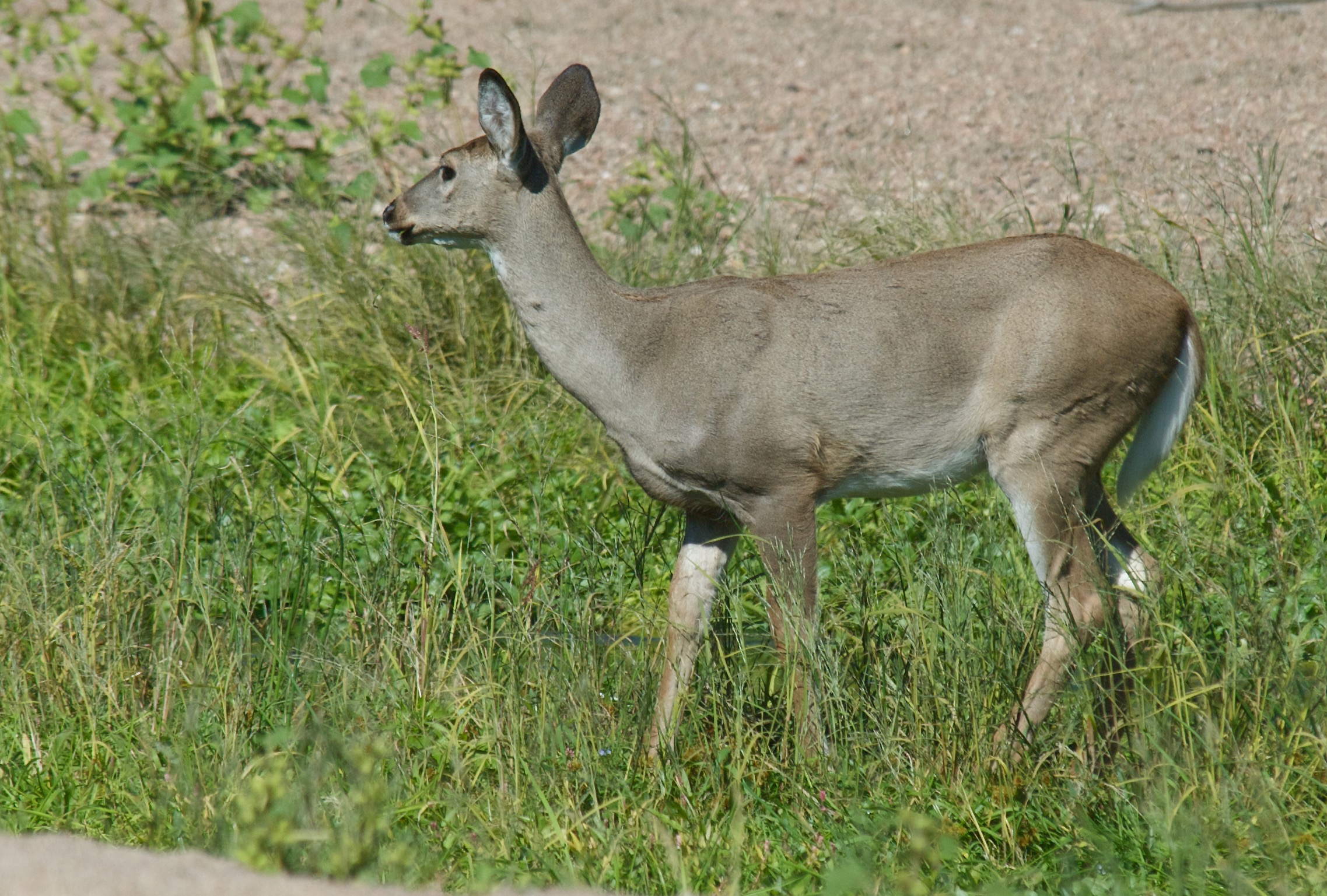 White-Tailed Deer (Winter Blue)