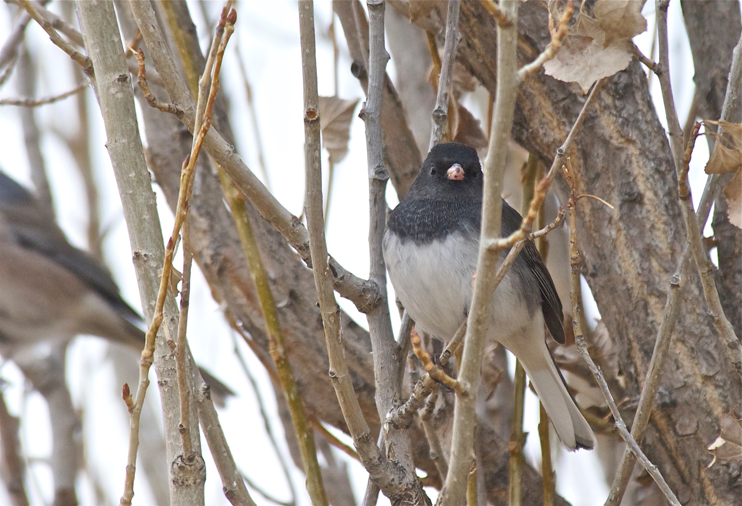 Junco