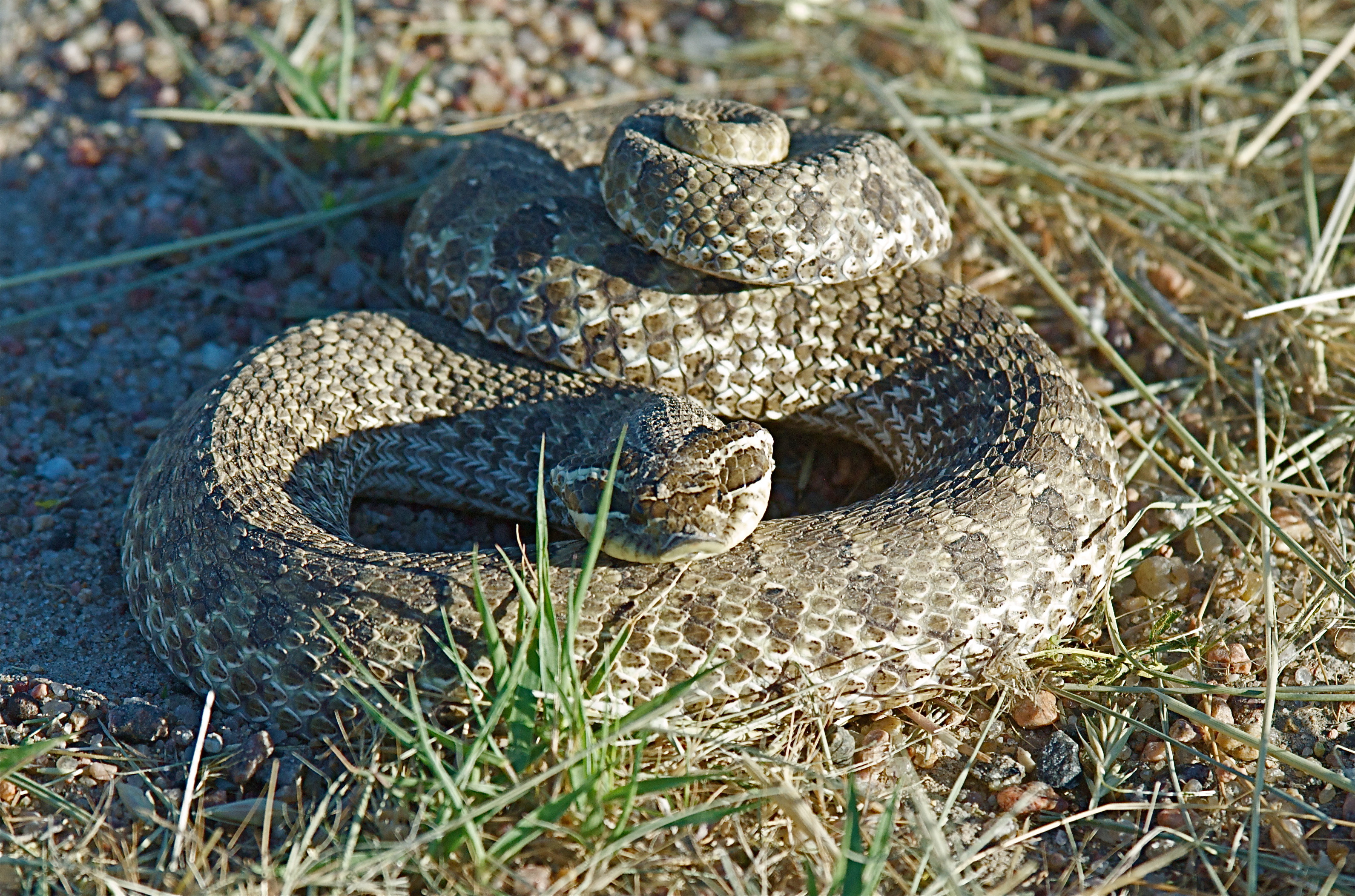 Western Hognose Snake