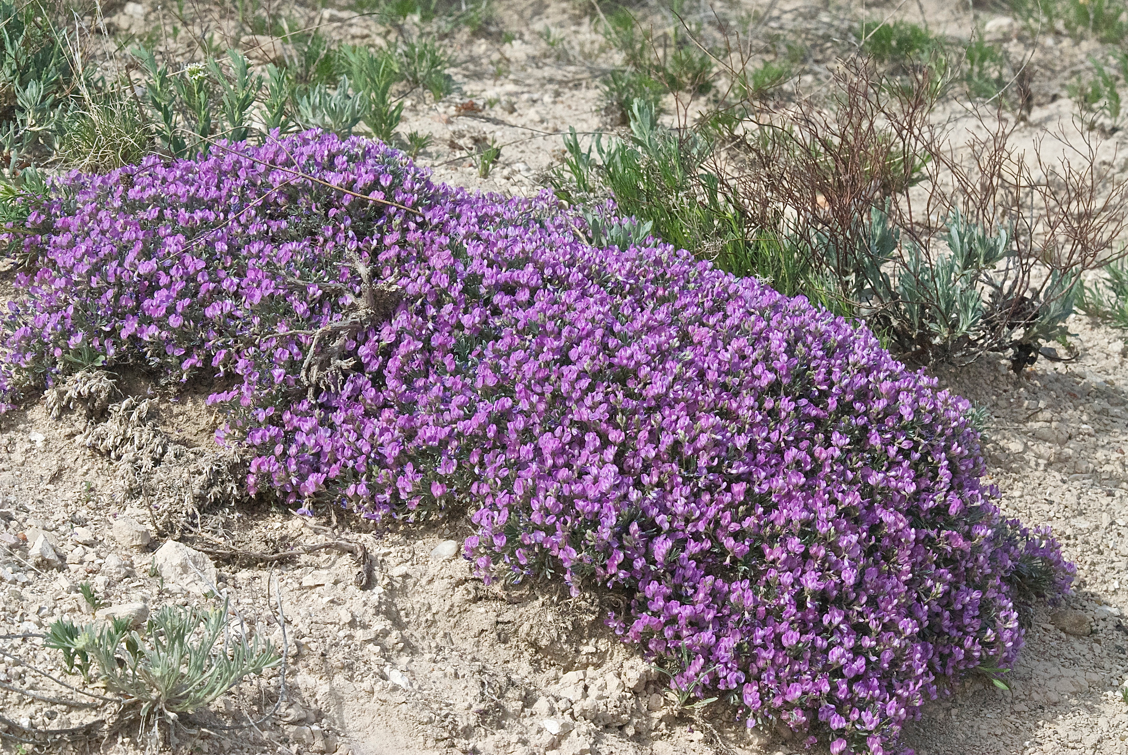 Silky Milkvetch  (Astragalus sericoleucus)