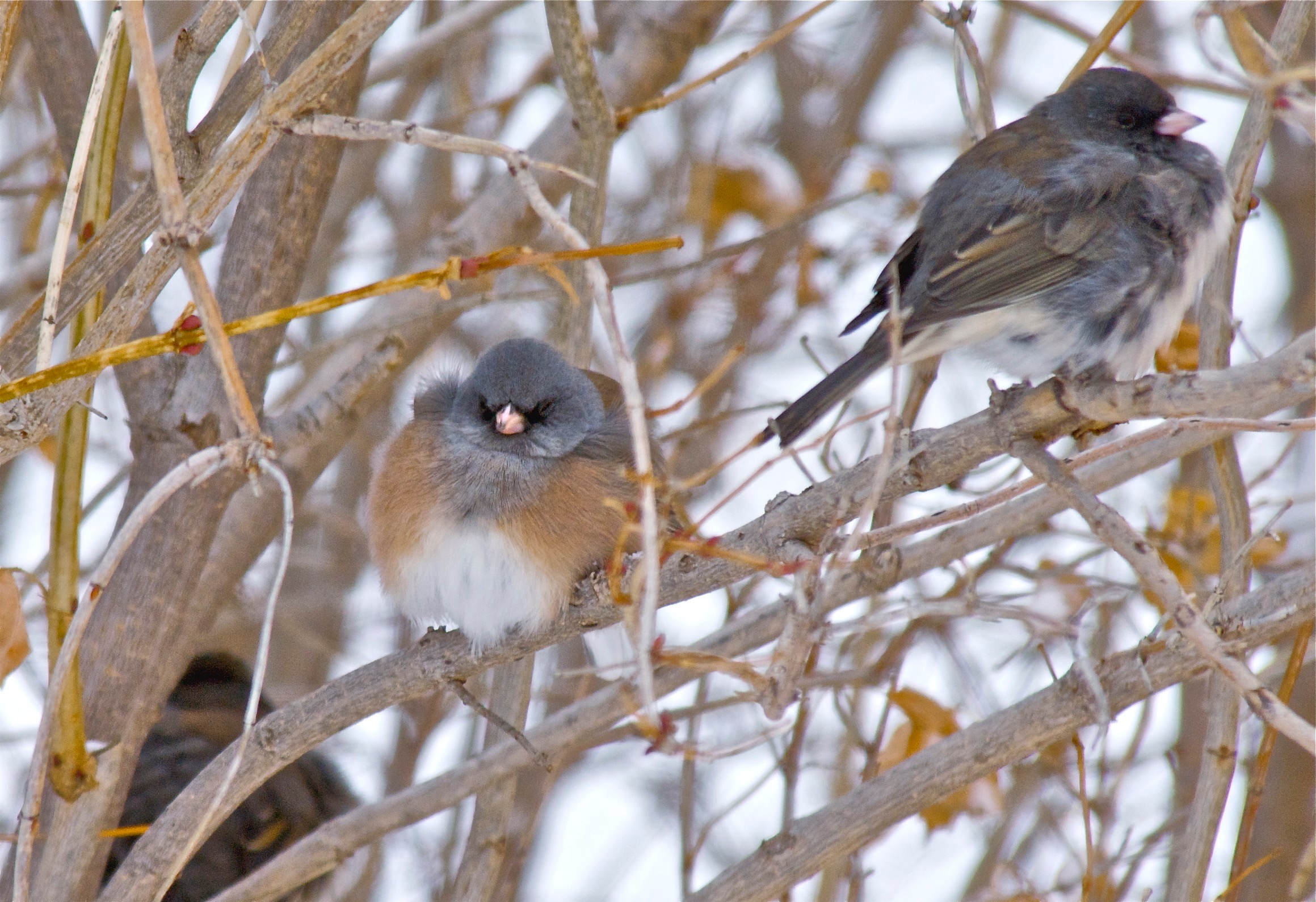 Juncos