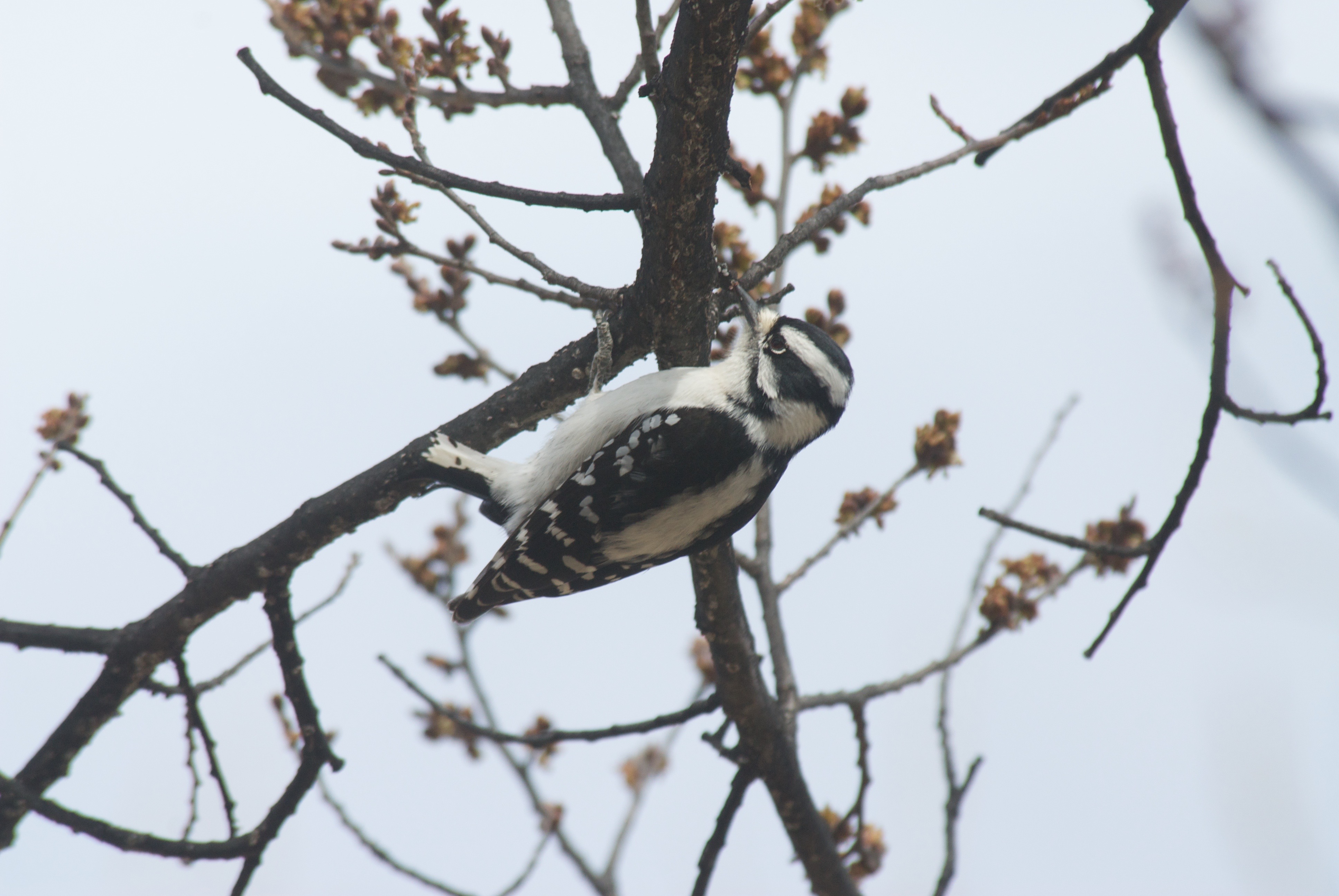 Hairy Woodpecker