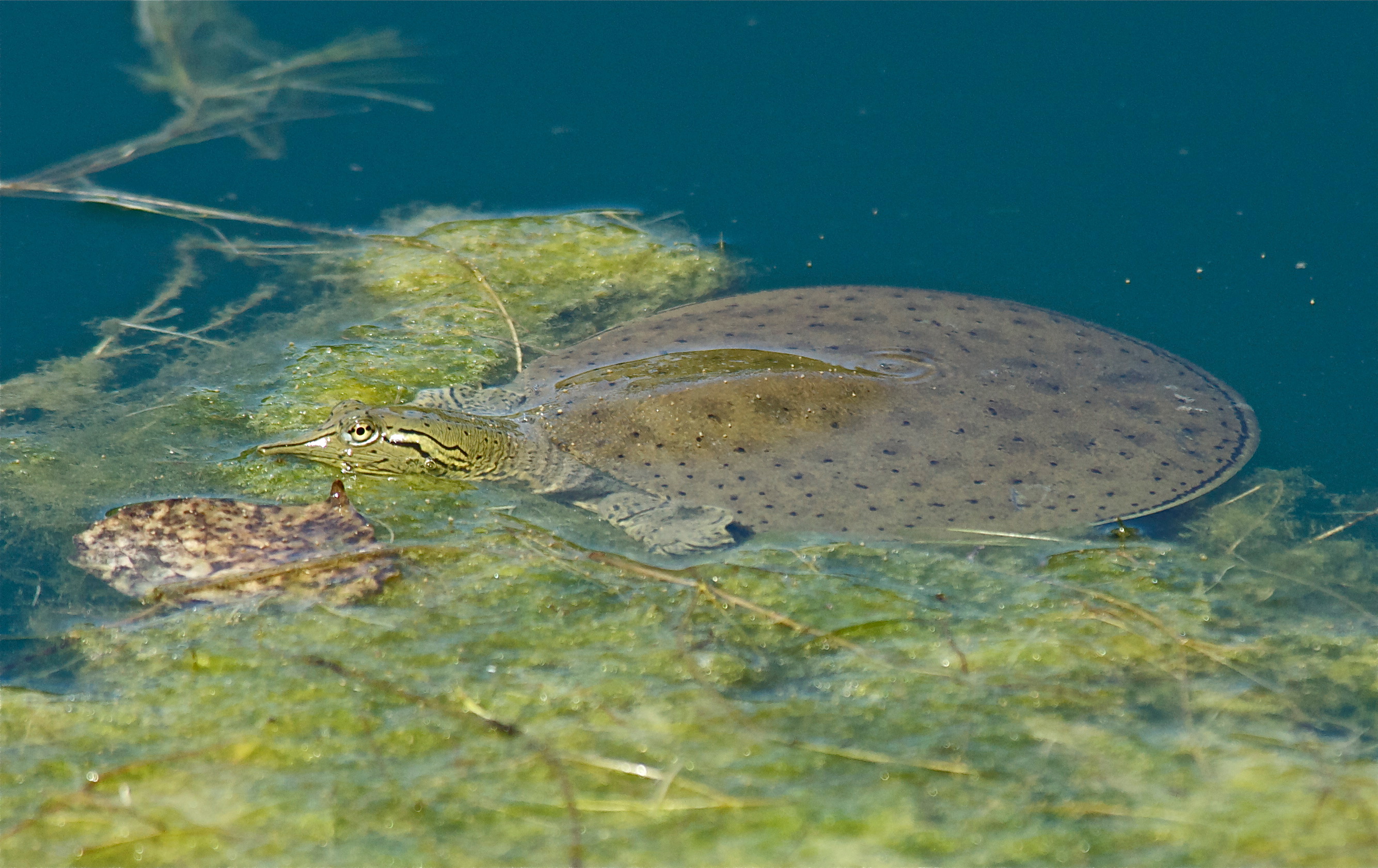 Spiny Soft-Shelled Turtle