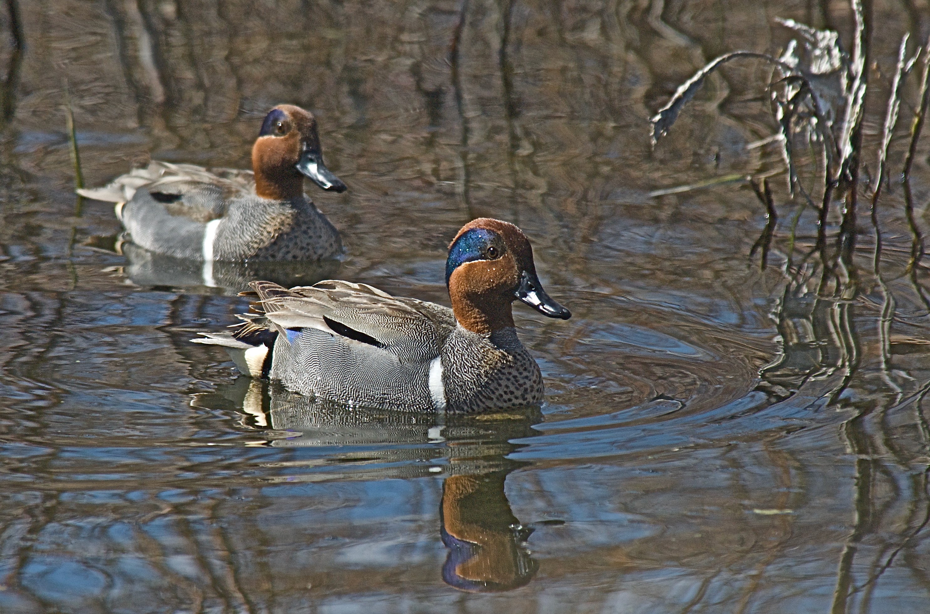 Green-Winged Teal ♂