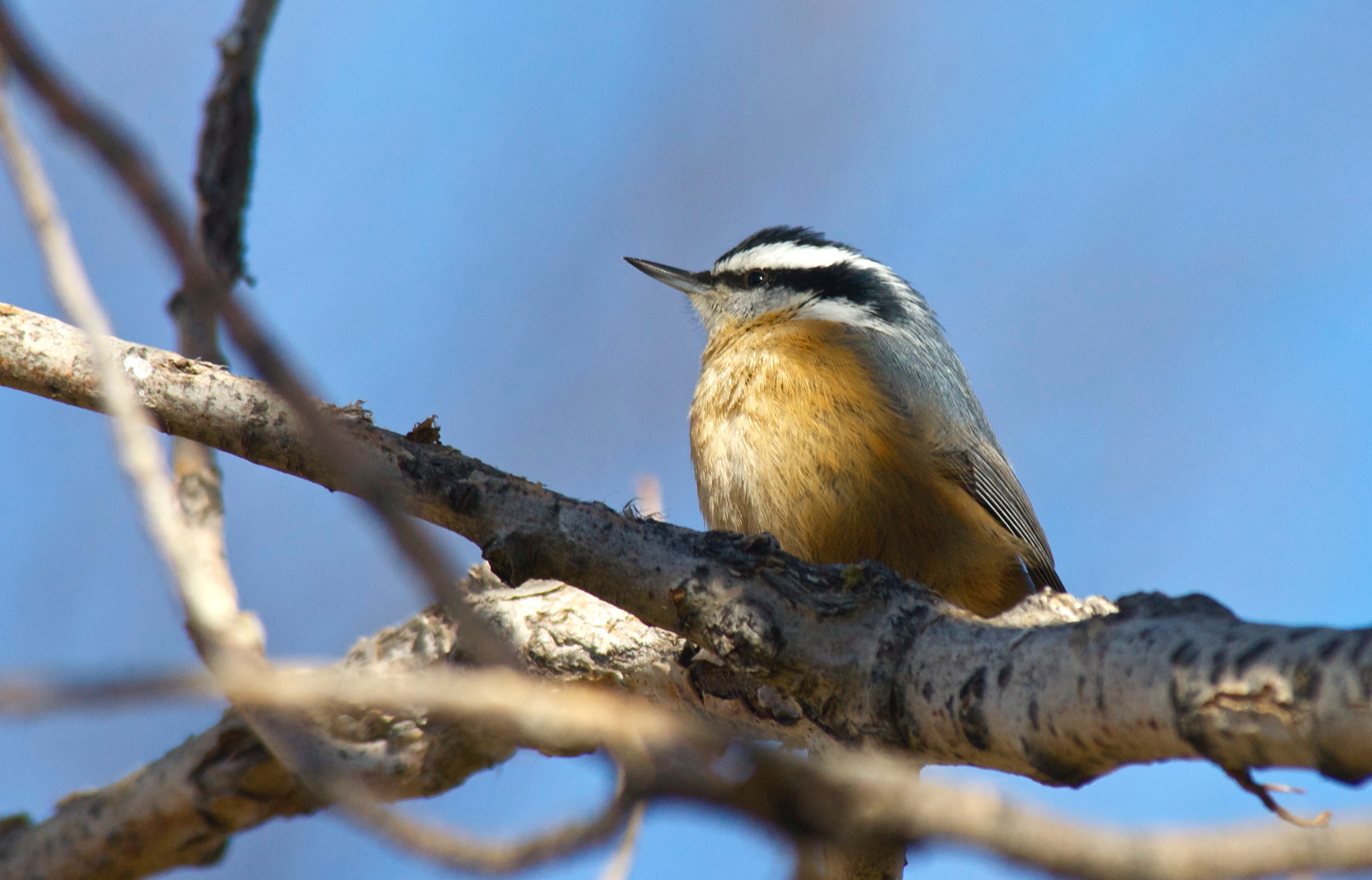 Red-Breasted Nuthatch