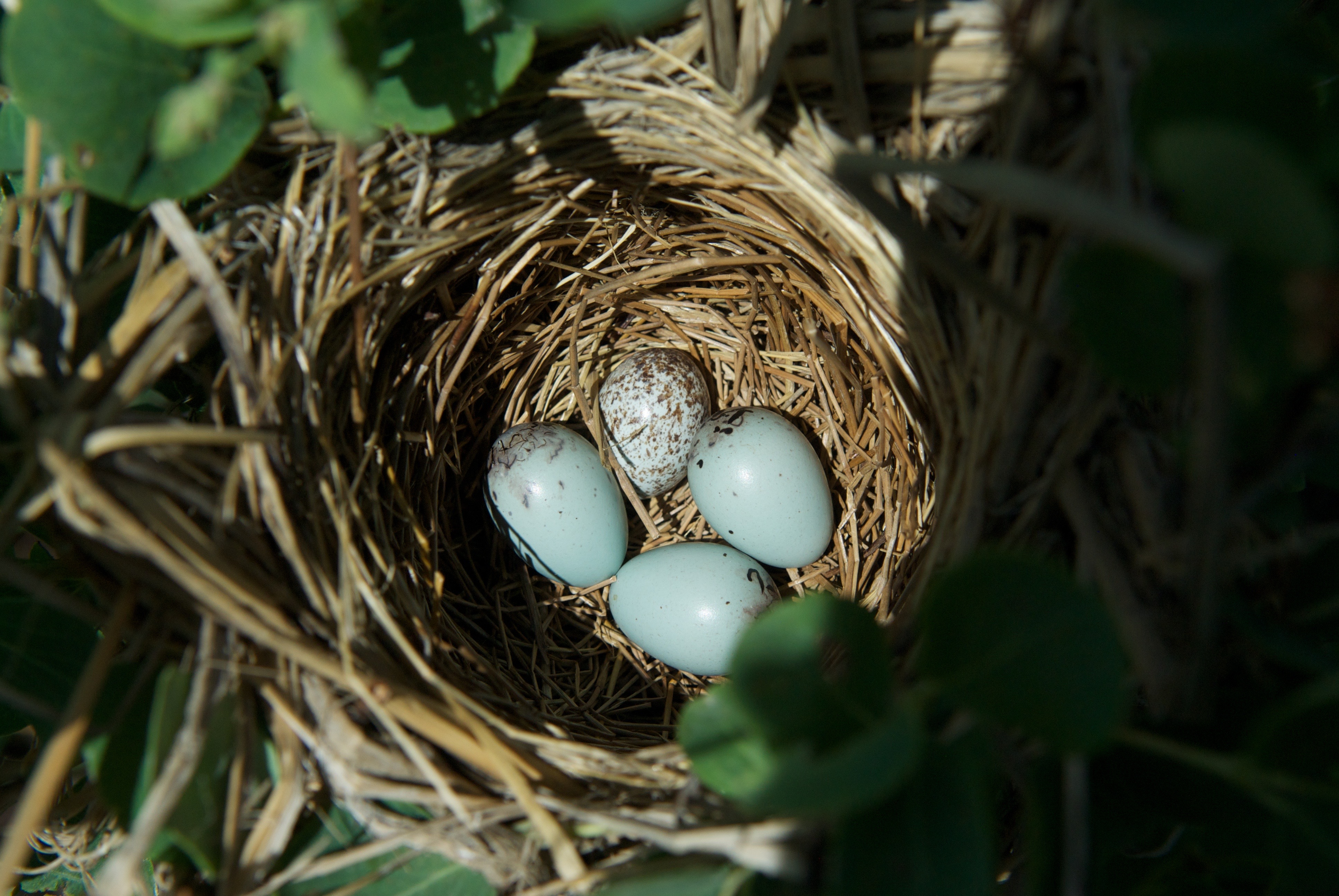 Red-Winged Blackbird Nest (speckled cowbird egg)
