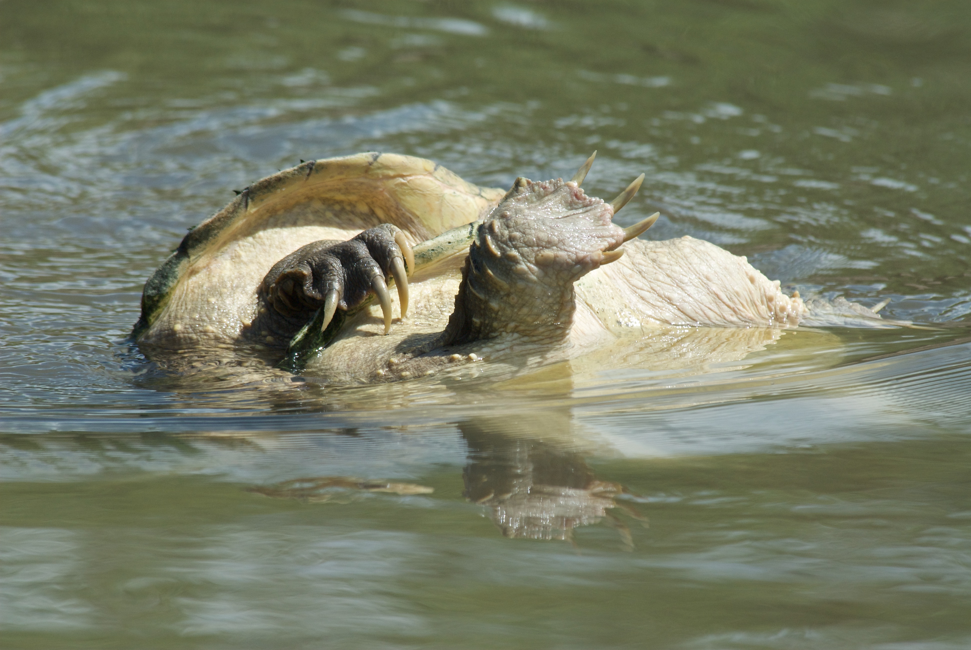 Snapping Turtles Mating