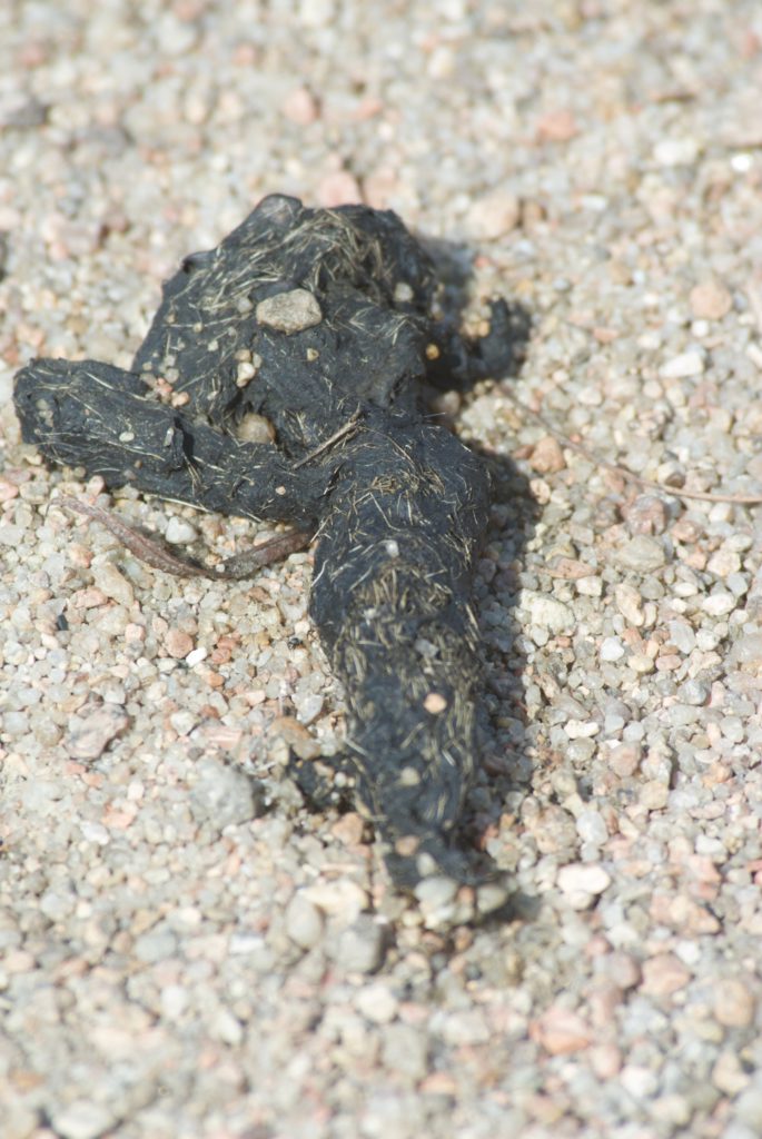 Coyote Spore and Scat Plants and Animals of Northeast Colorado