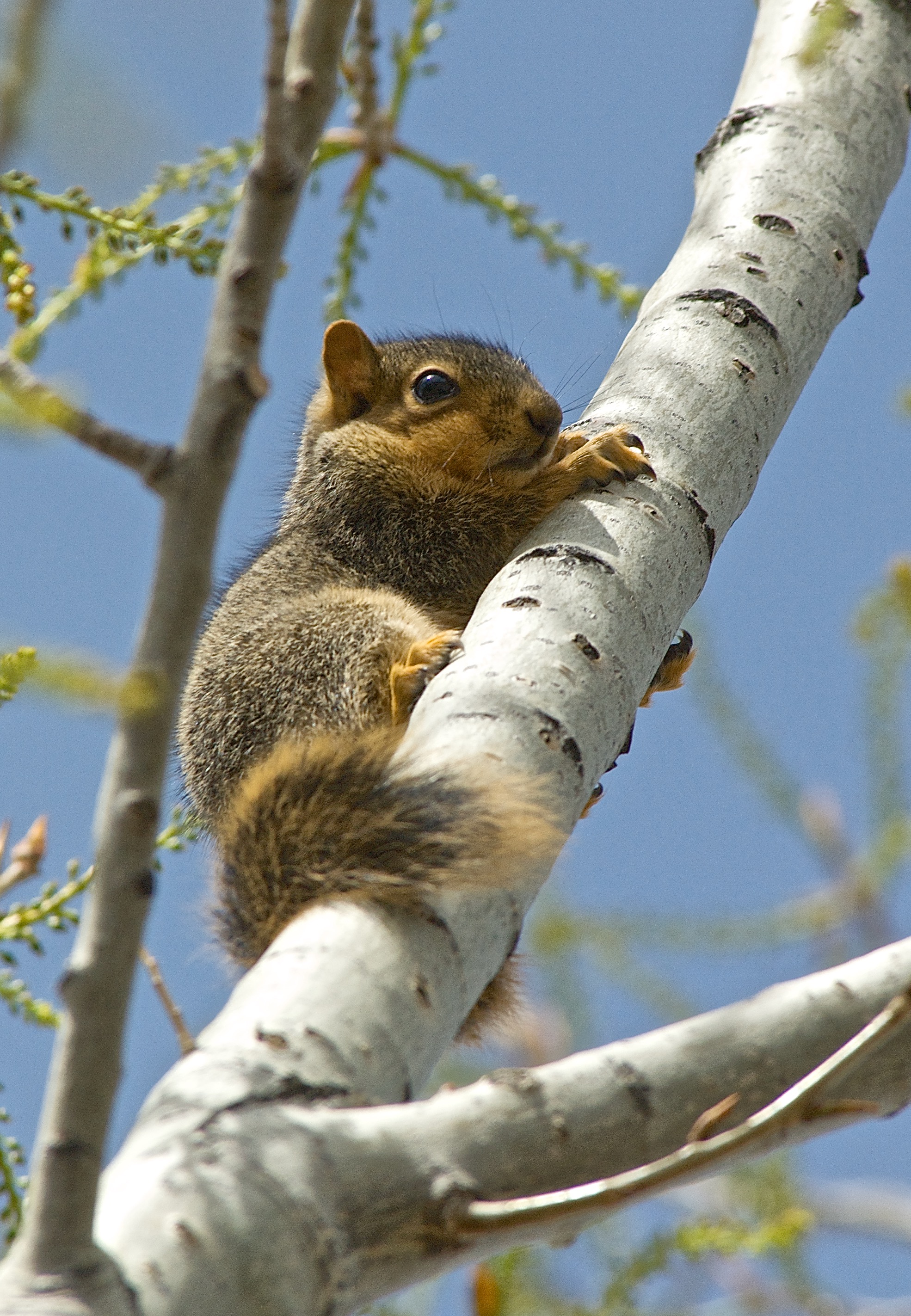 Fox Squirrel - Plants and Animals of Northeast Colorado