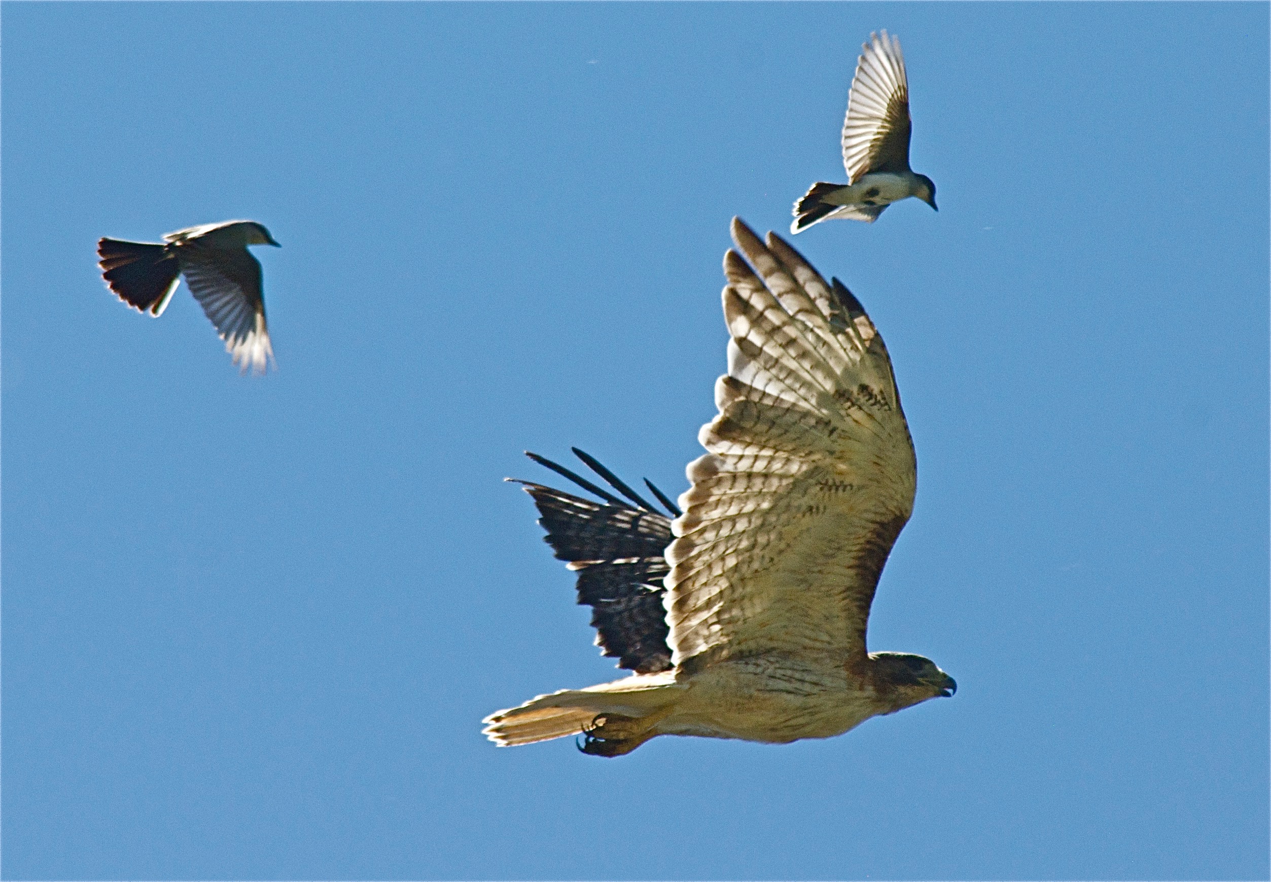 Red-Tailed Hawk pursued by Western Kingbirds