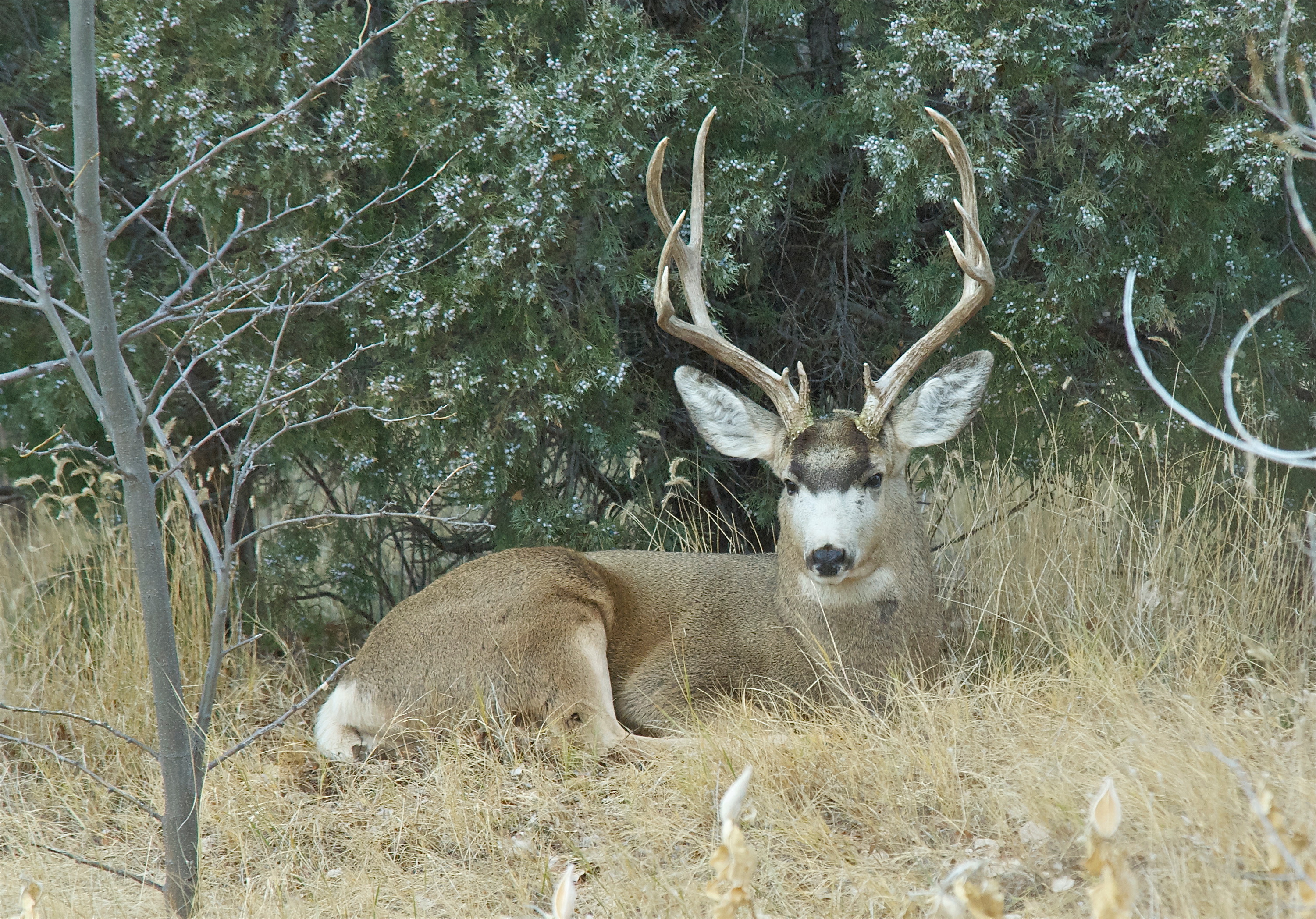 Mule Deer Buck