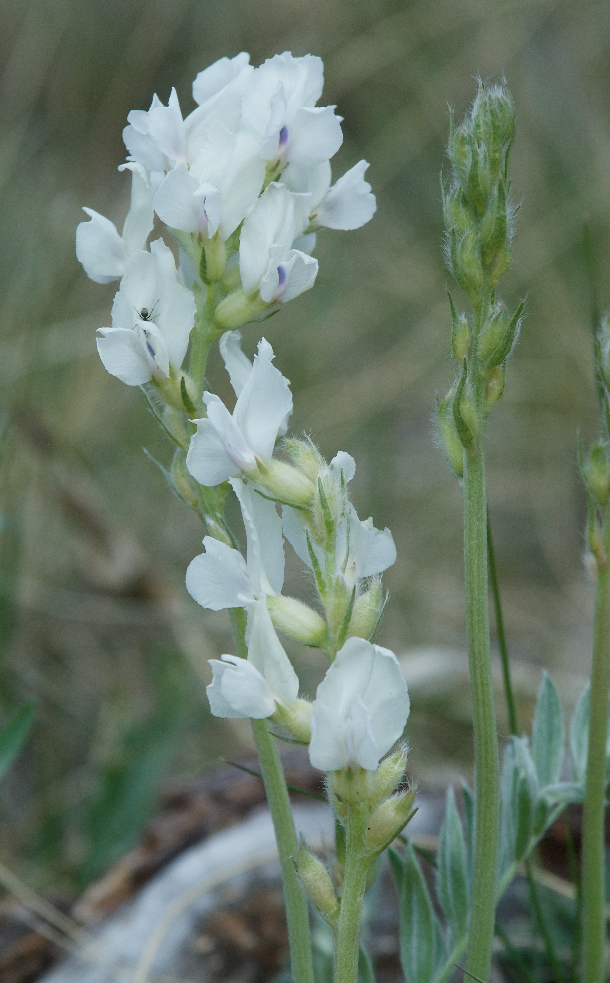 Oxytropis sericea (White Locoweed)