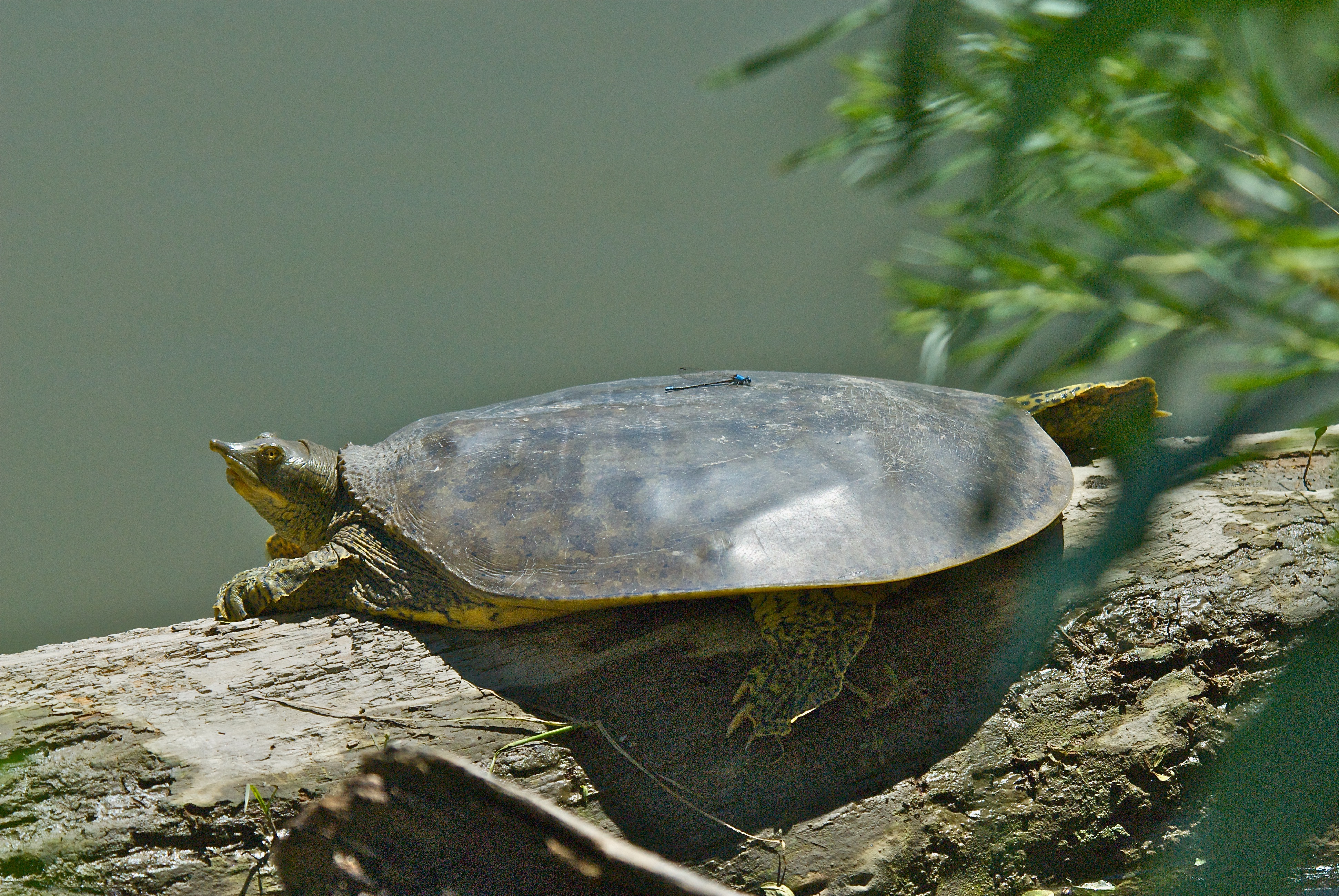 Spiny Soft-Shelled Turtle