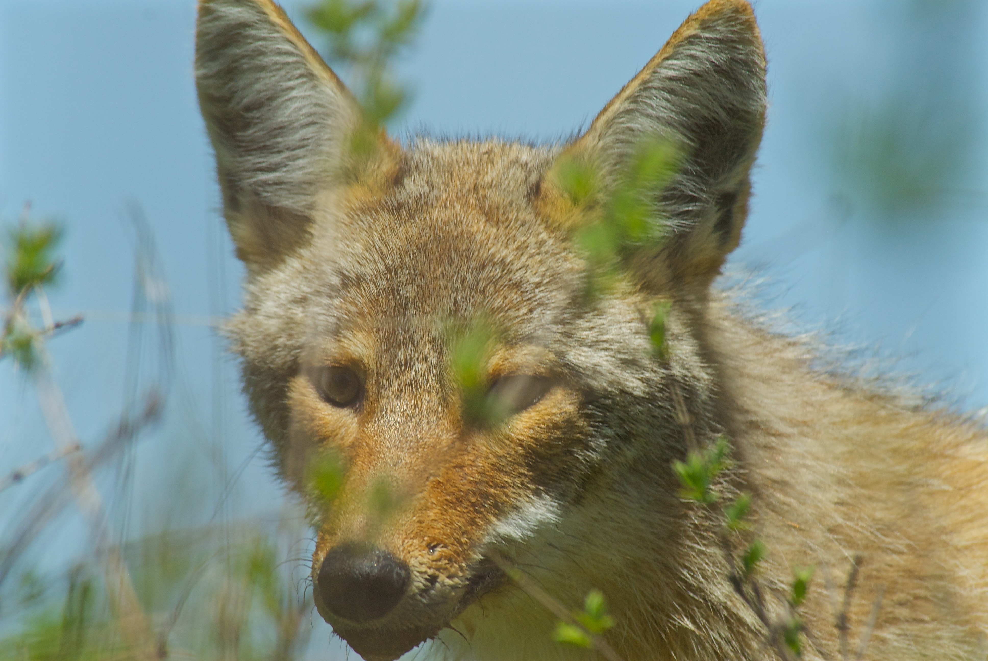 Coyote
