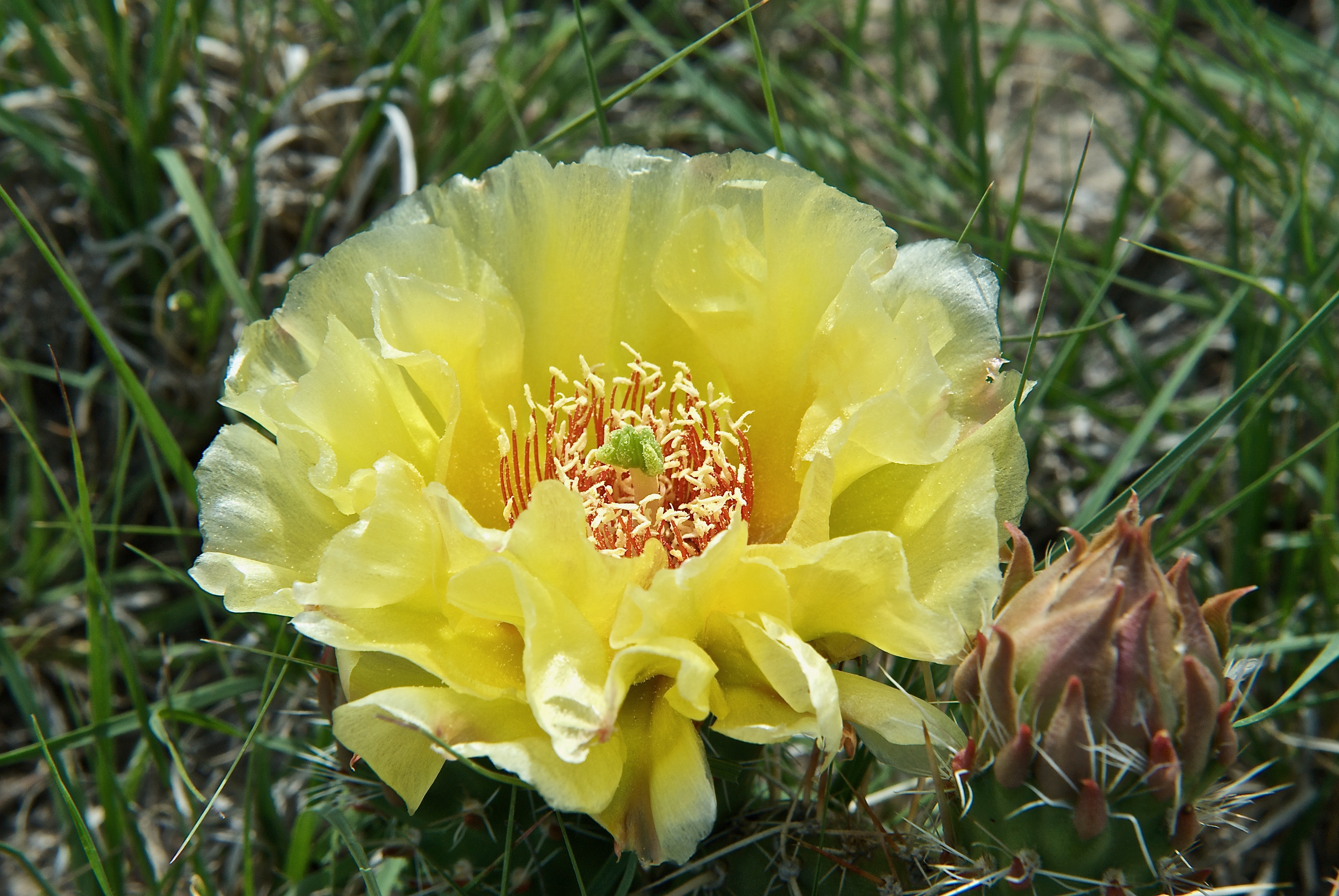 Opuntia macrorhiza (Bigroot Pricklypear Cactus)