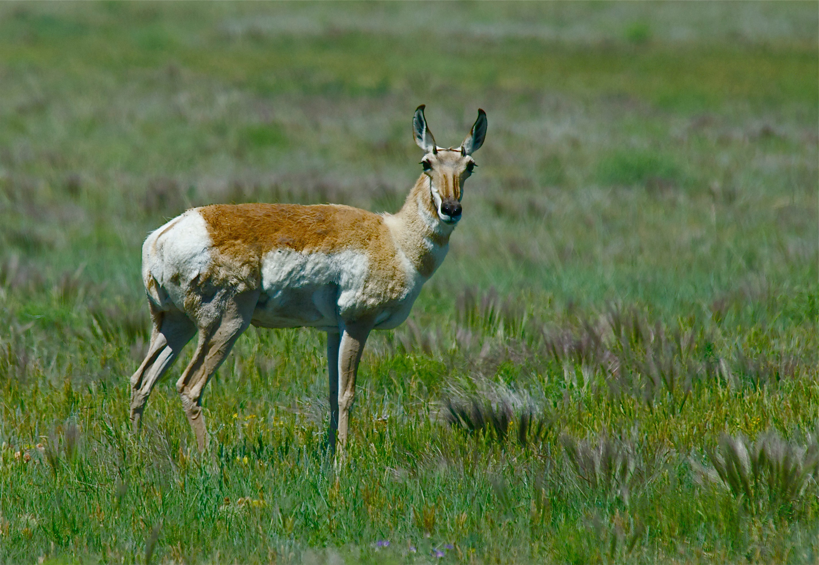 Pronghorn Antelope ♀