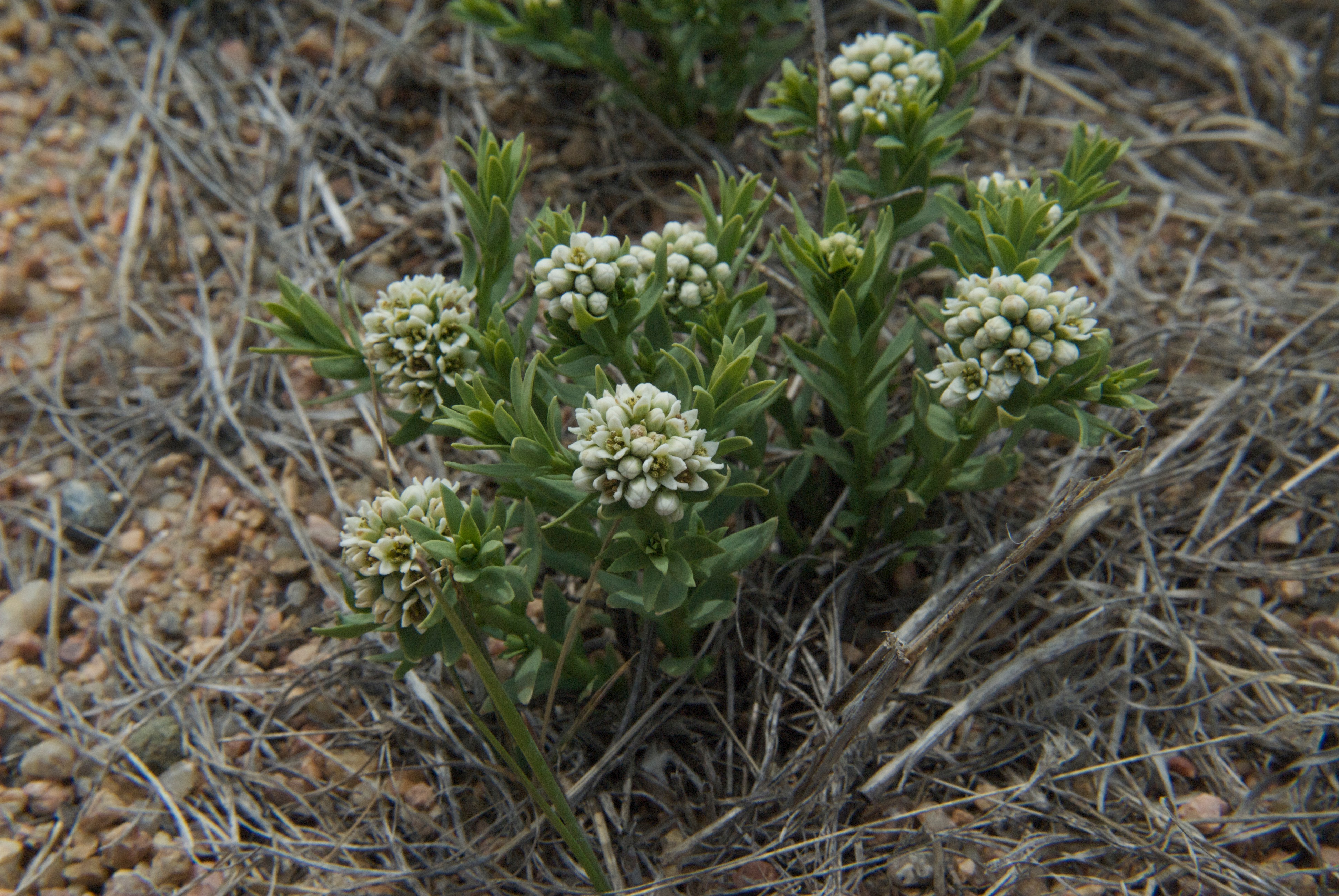 Bastard Toadflax