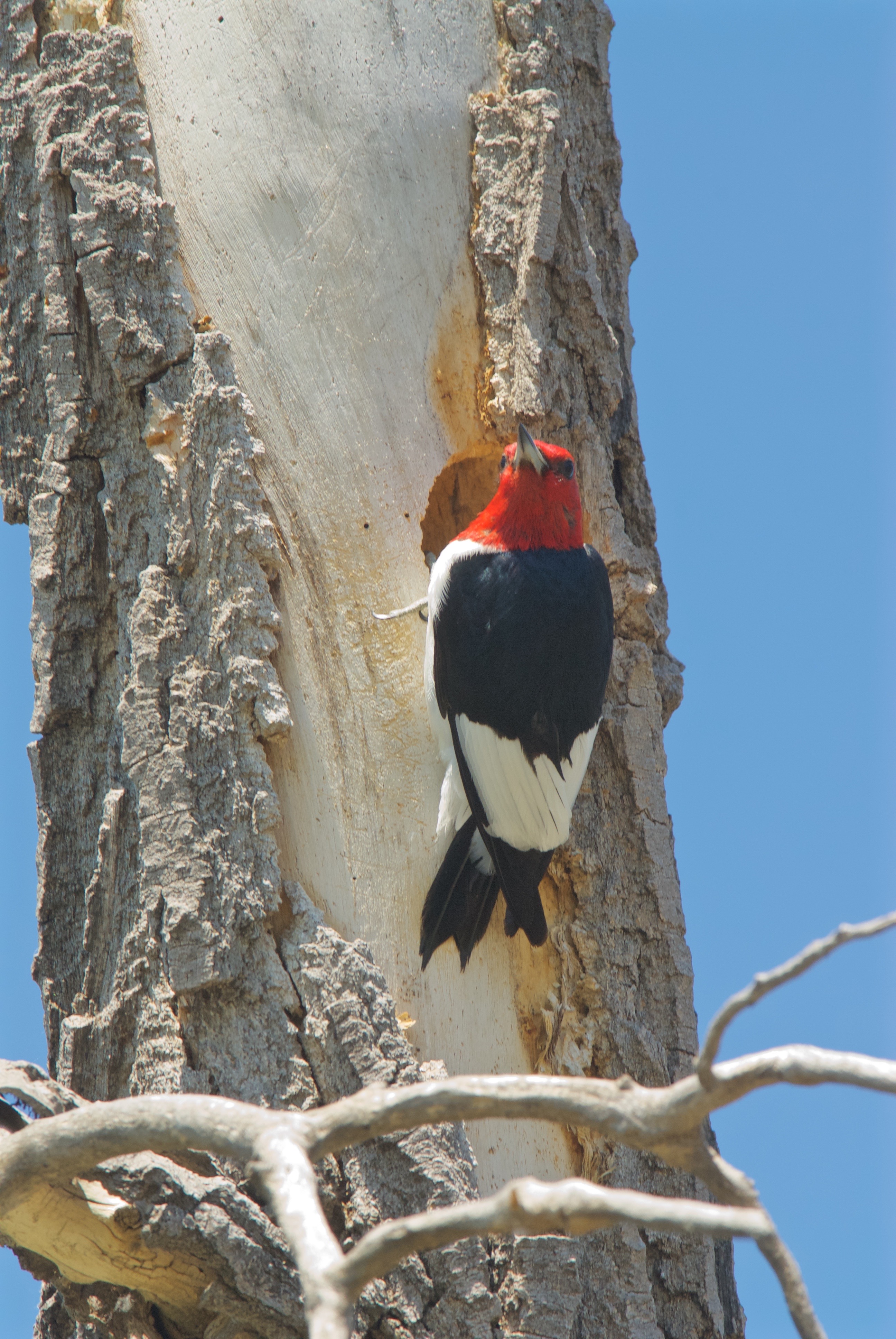 Red-Headed Woodpecker