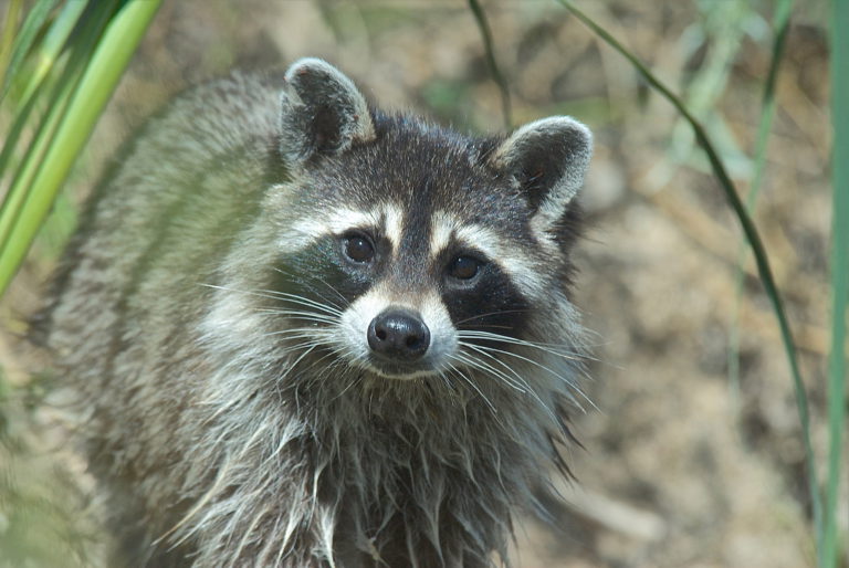 are racoons nocturnal animals are racoons nocturnal animals