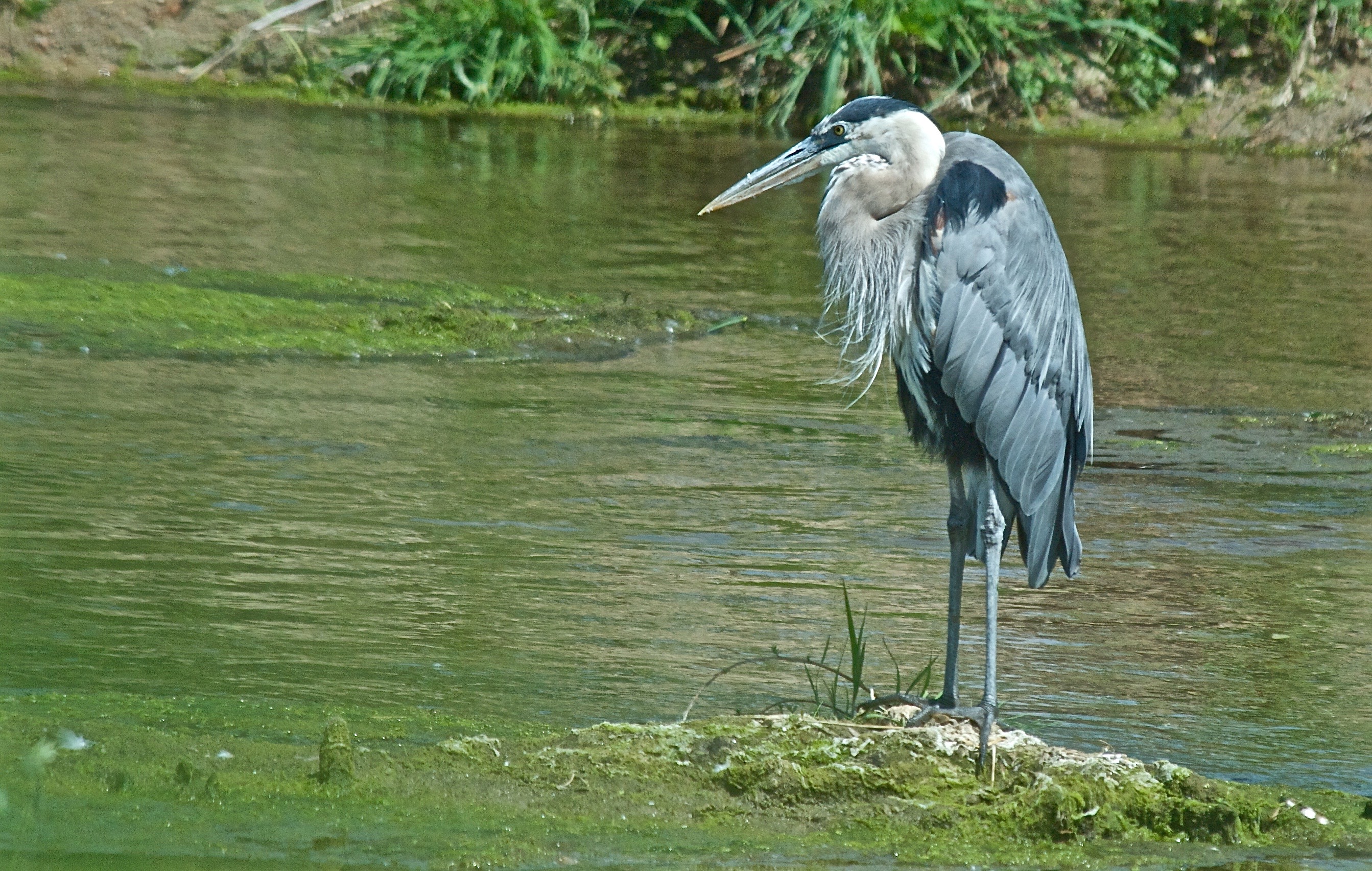 12+ Herons In Colorado