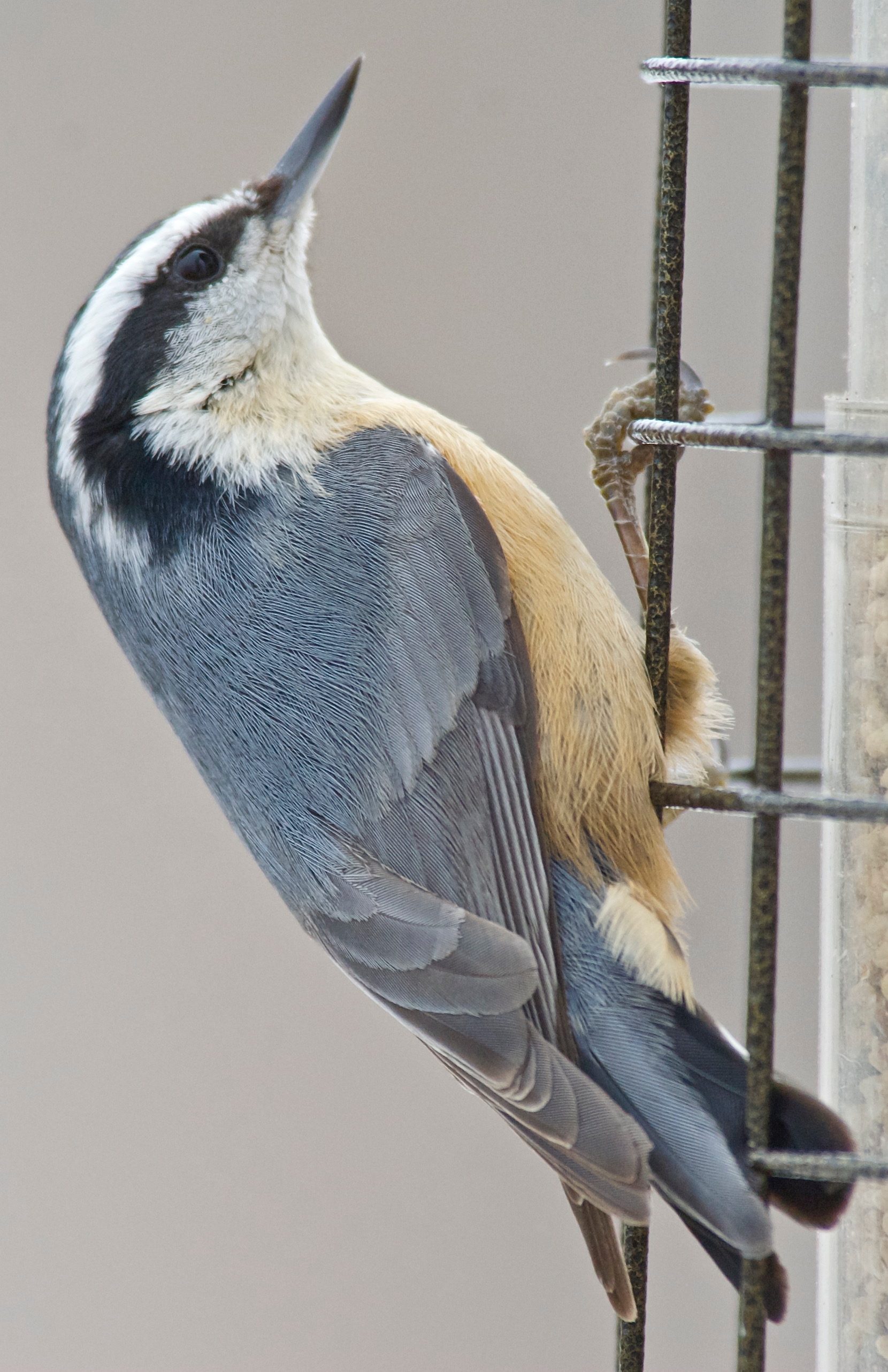 Red-Breasted Nuthatch