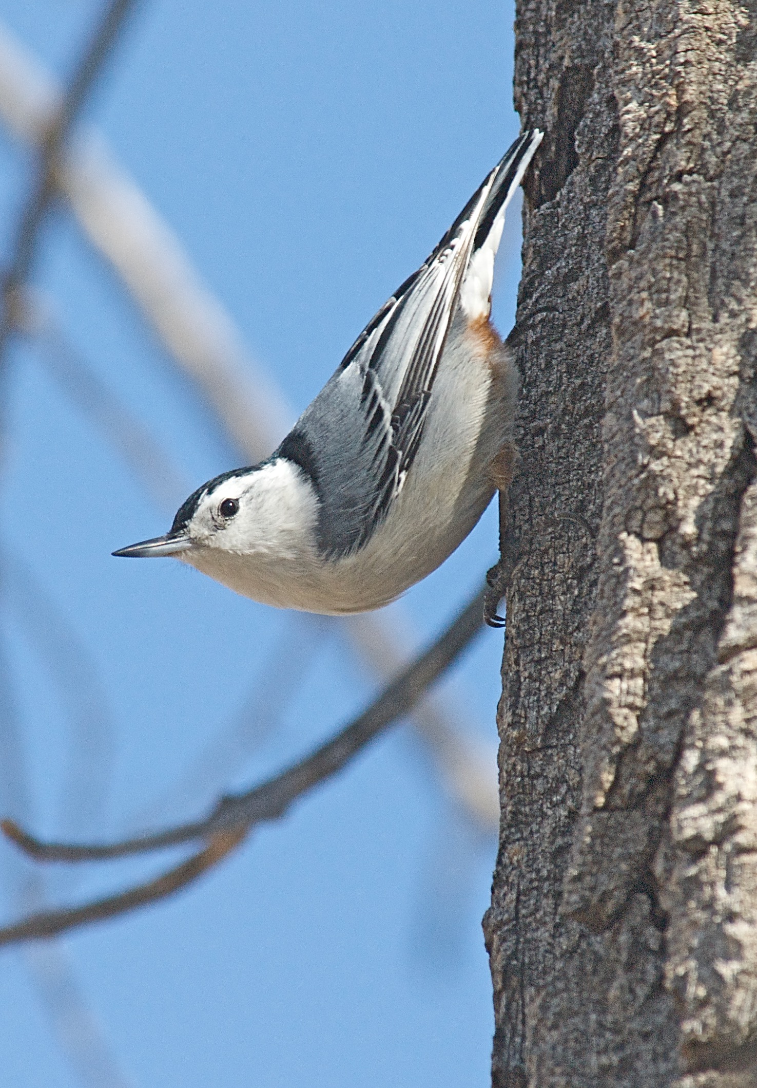 White-Breasted Nuthatch