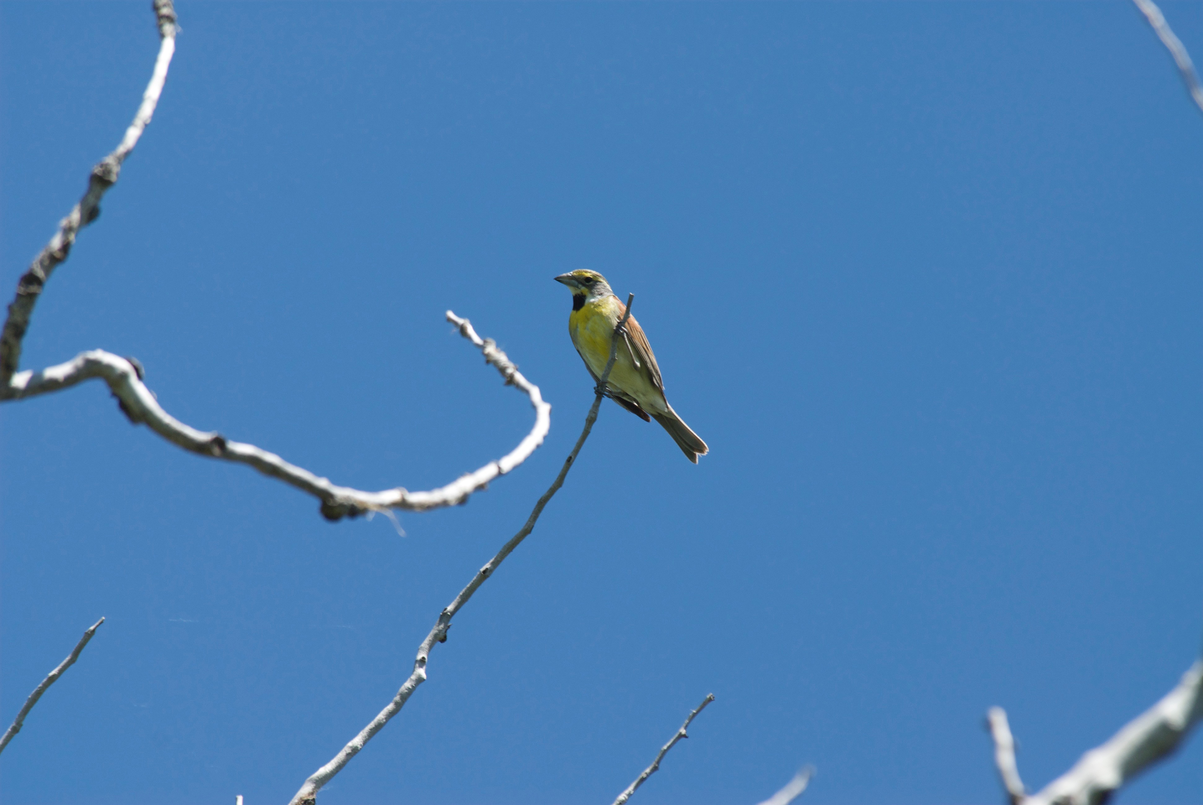 Dickcissel