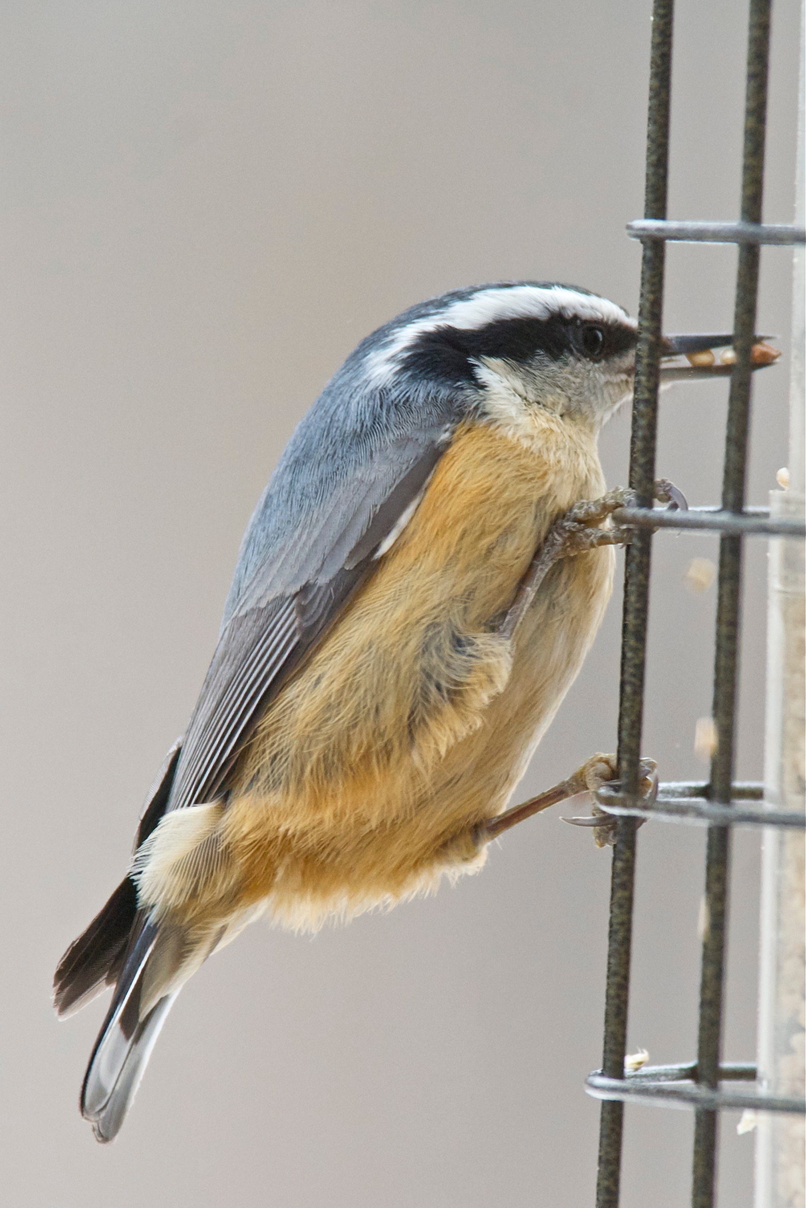 Red-Breasted Nuthatch