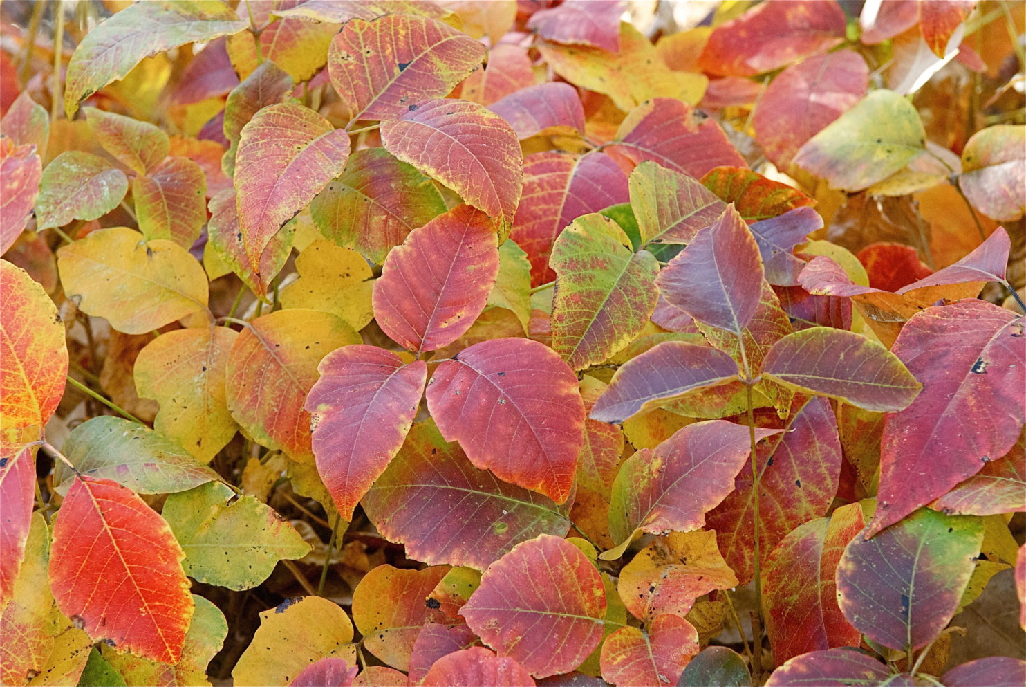 Poison Ivy for Your Yard - Plants and Animals of Northeast Colorado
