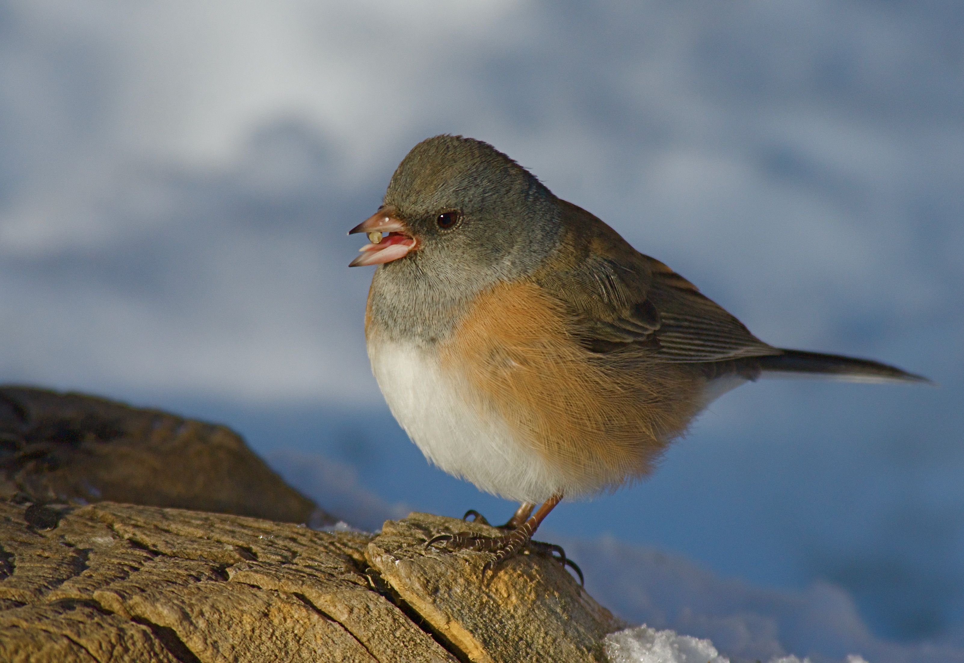 Junco at Reservoir