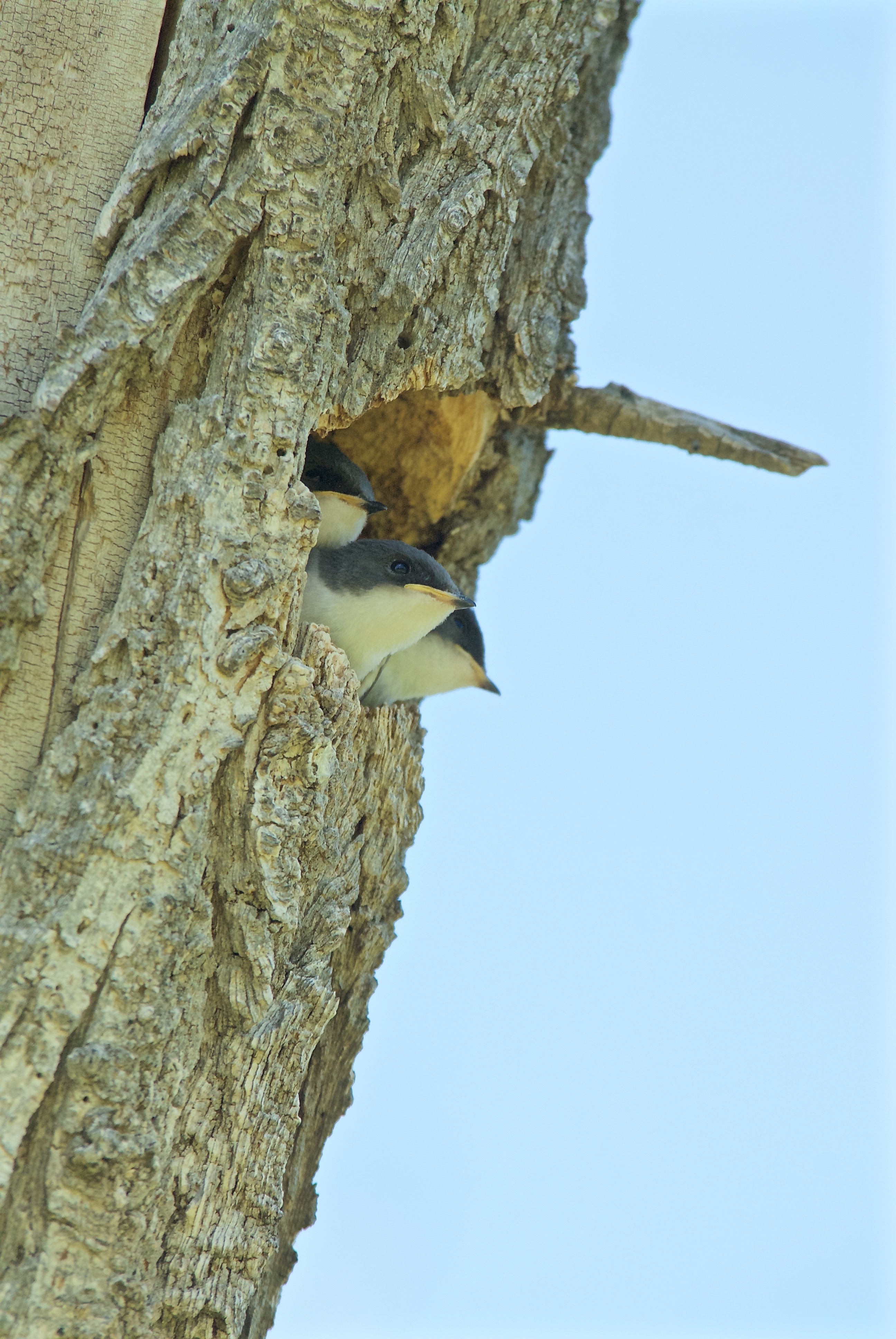 Baby Tree Swallows