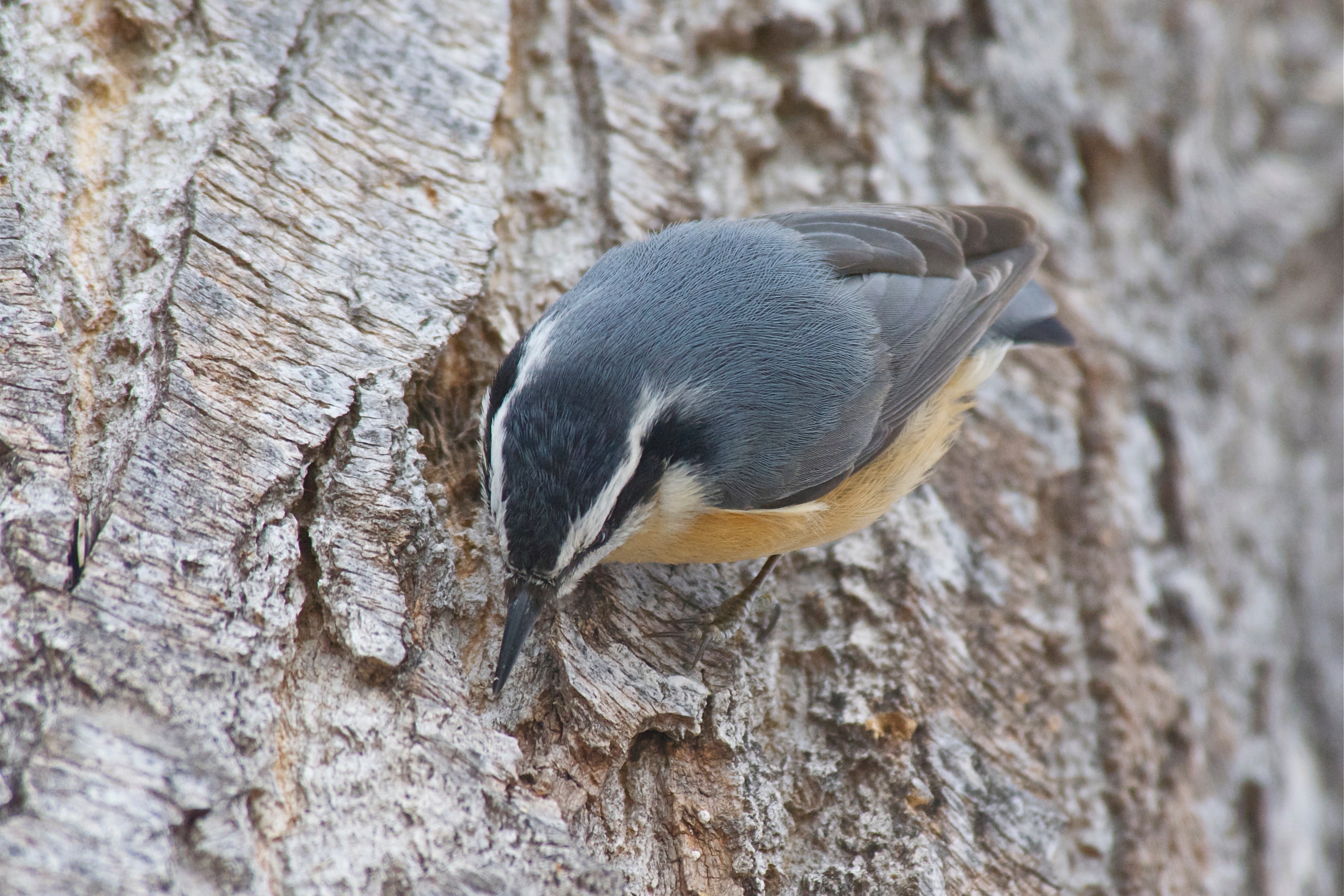 Red-Breasted Nuthatch