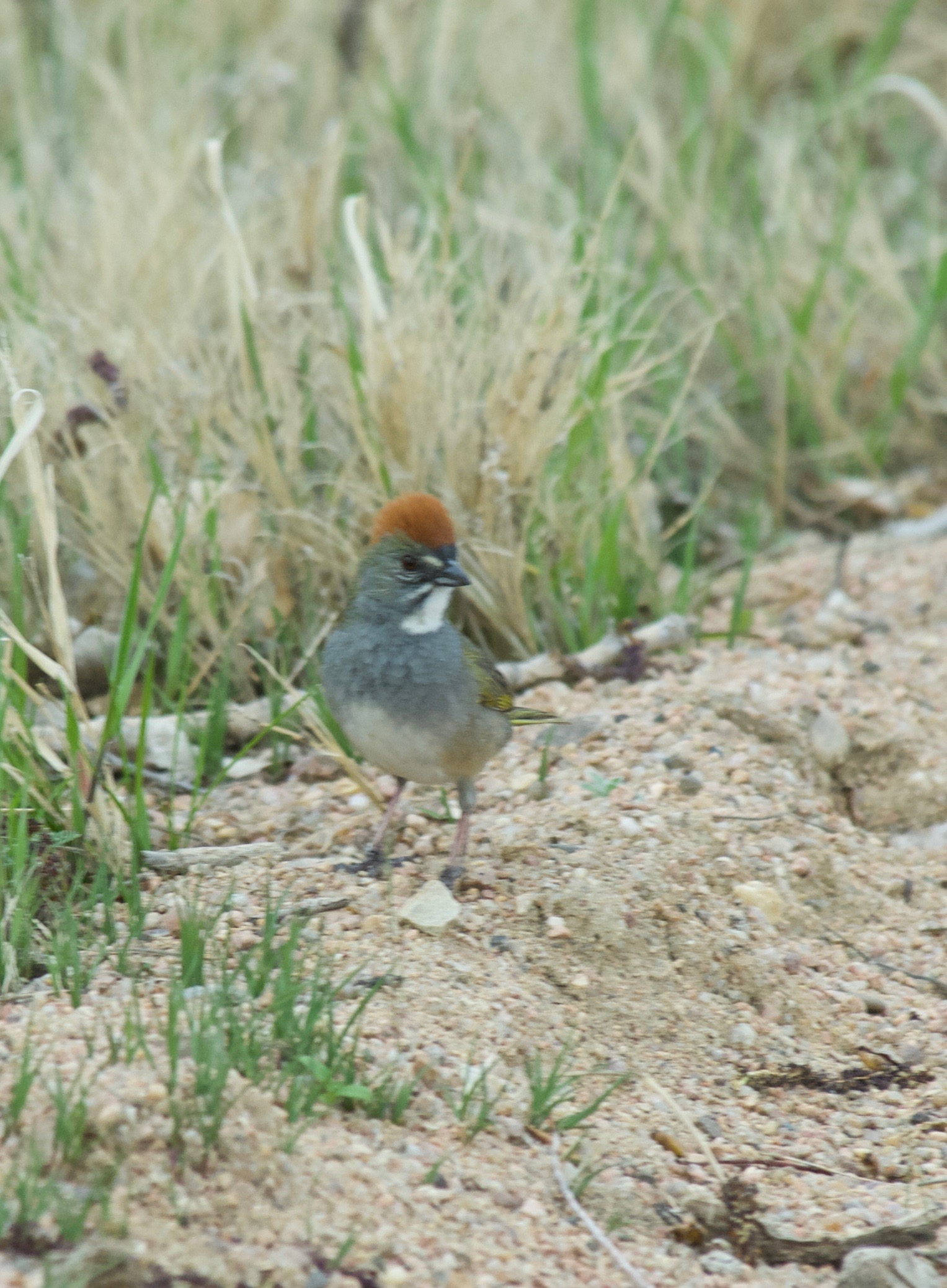 Green-Sided Towhee (I.D. only)