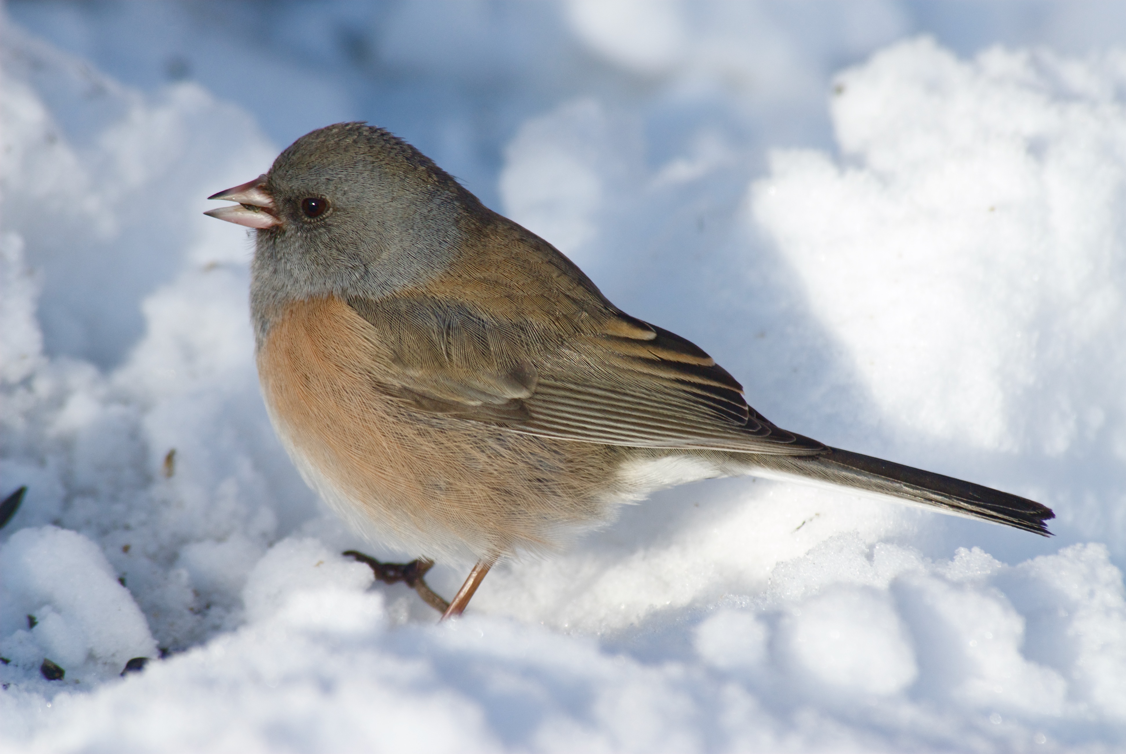 Dark-Eyed Junco