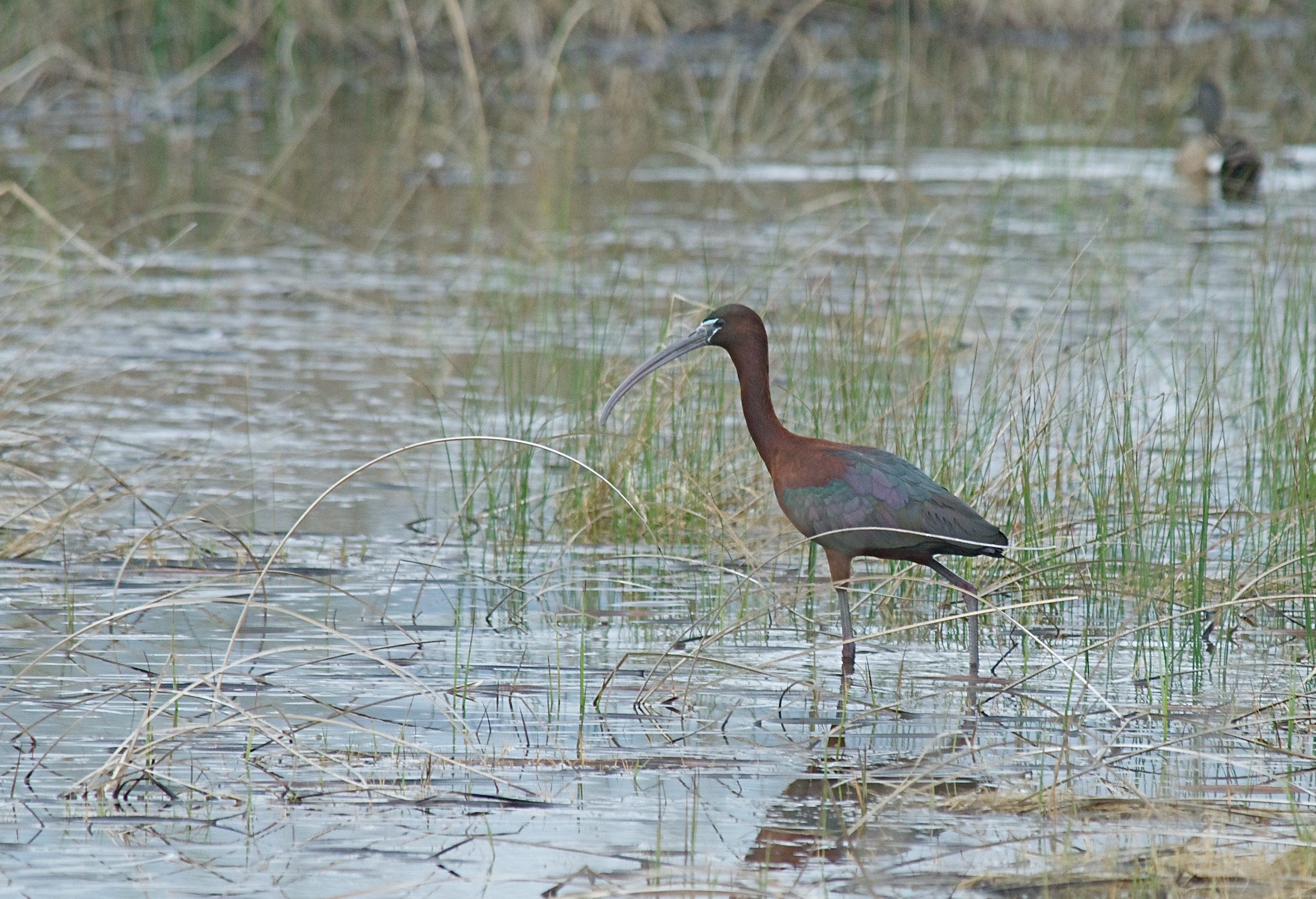 White-Faced Ibis