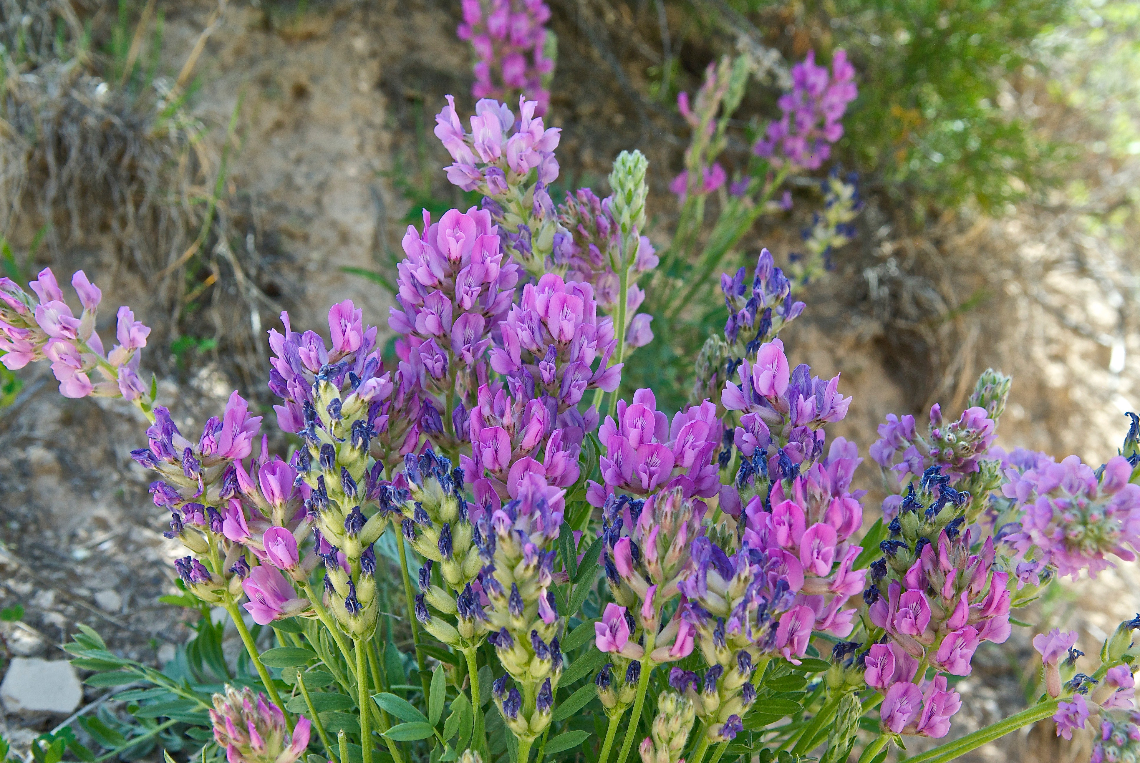 Lambert's Locoweed (Oxytropis lambertii)