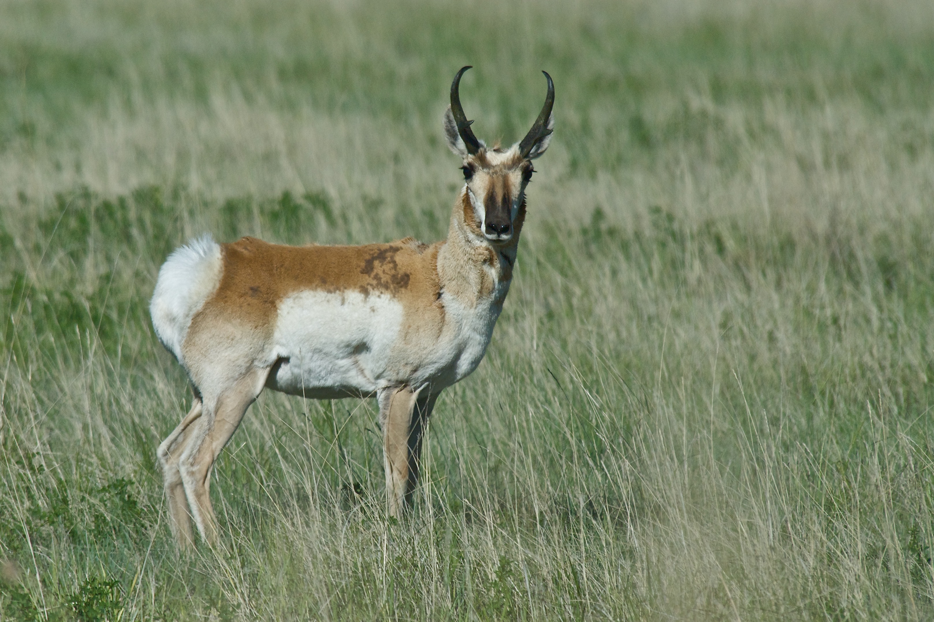 Pronghorn Buck