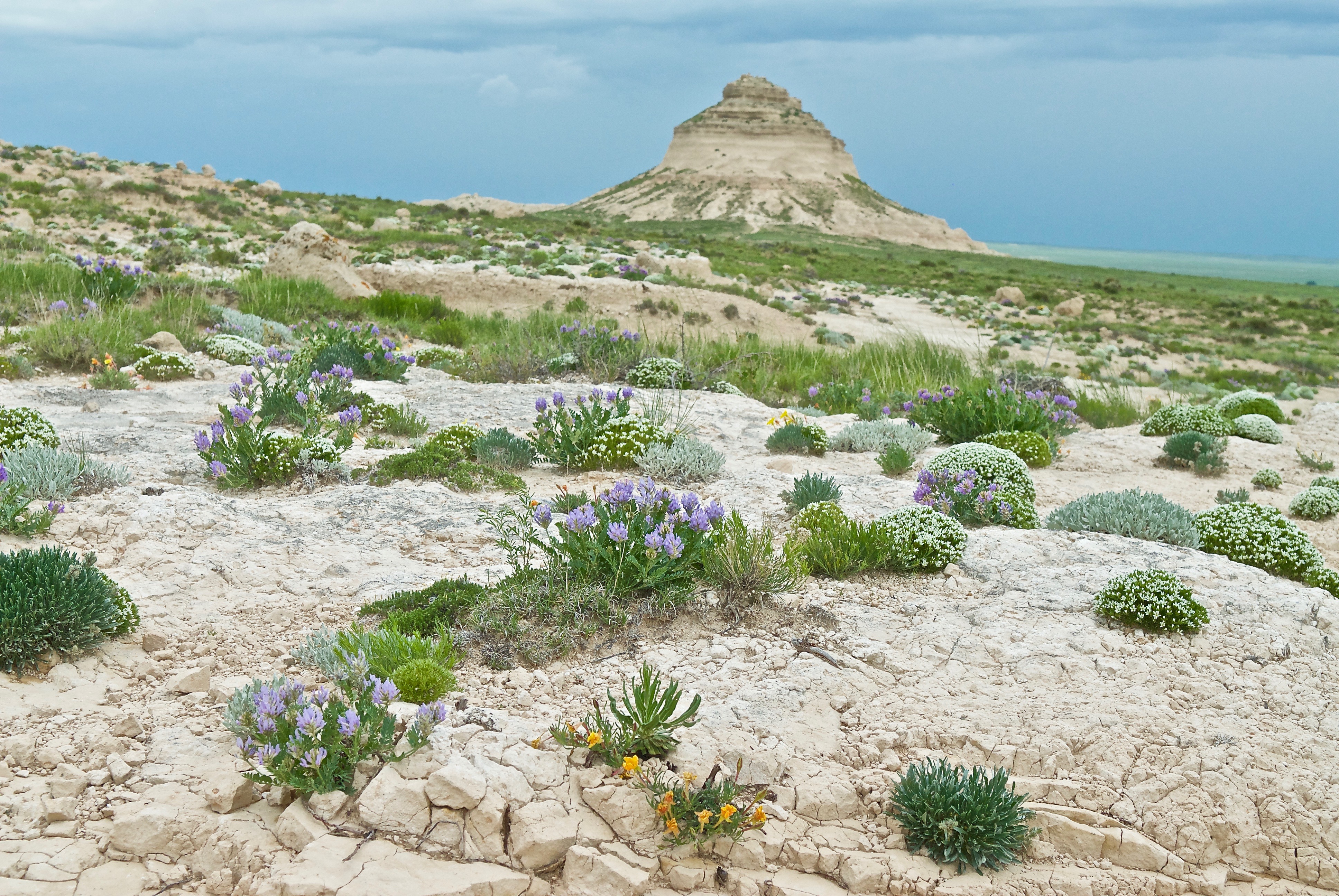 Xeriscape at Pawnee Buttes