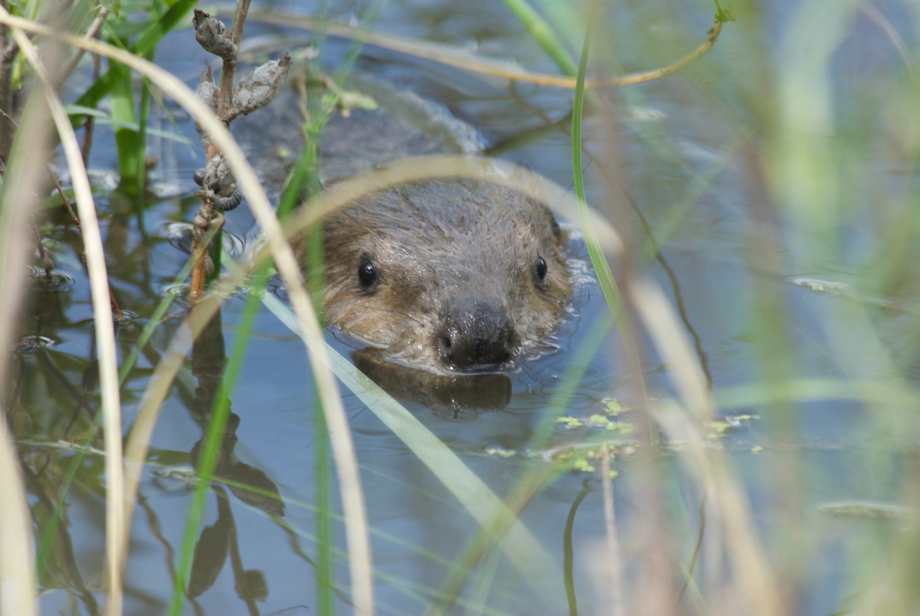 Baby Beaver