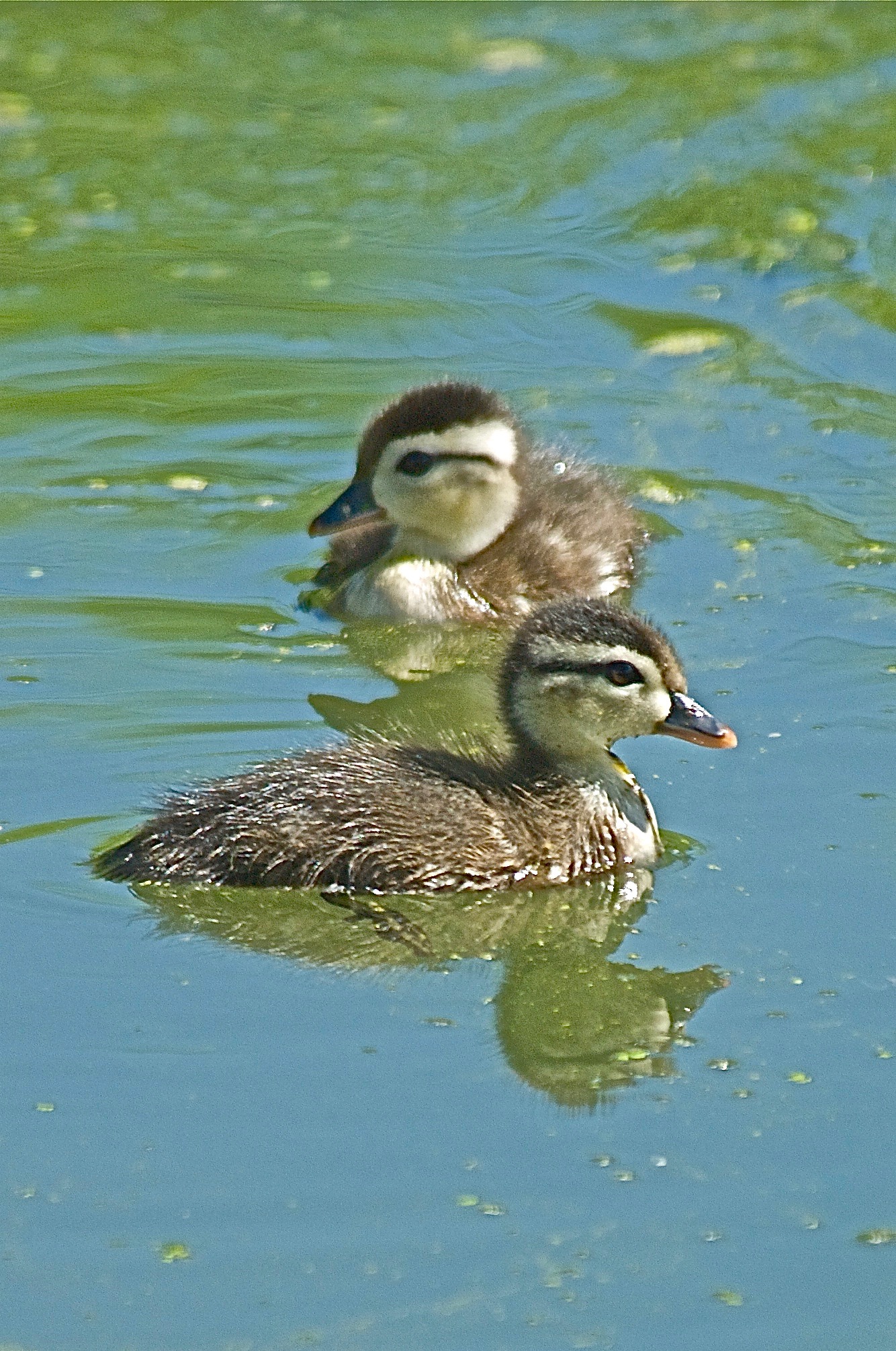 Baby Wood Ducks