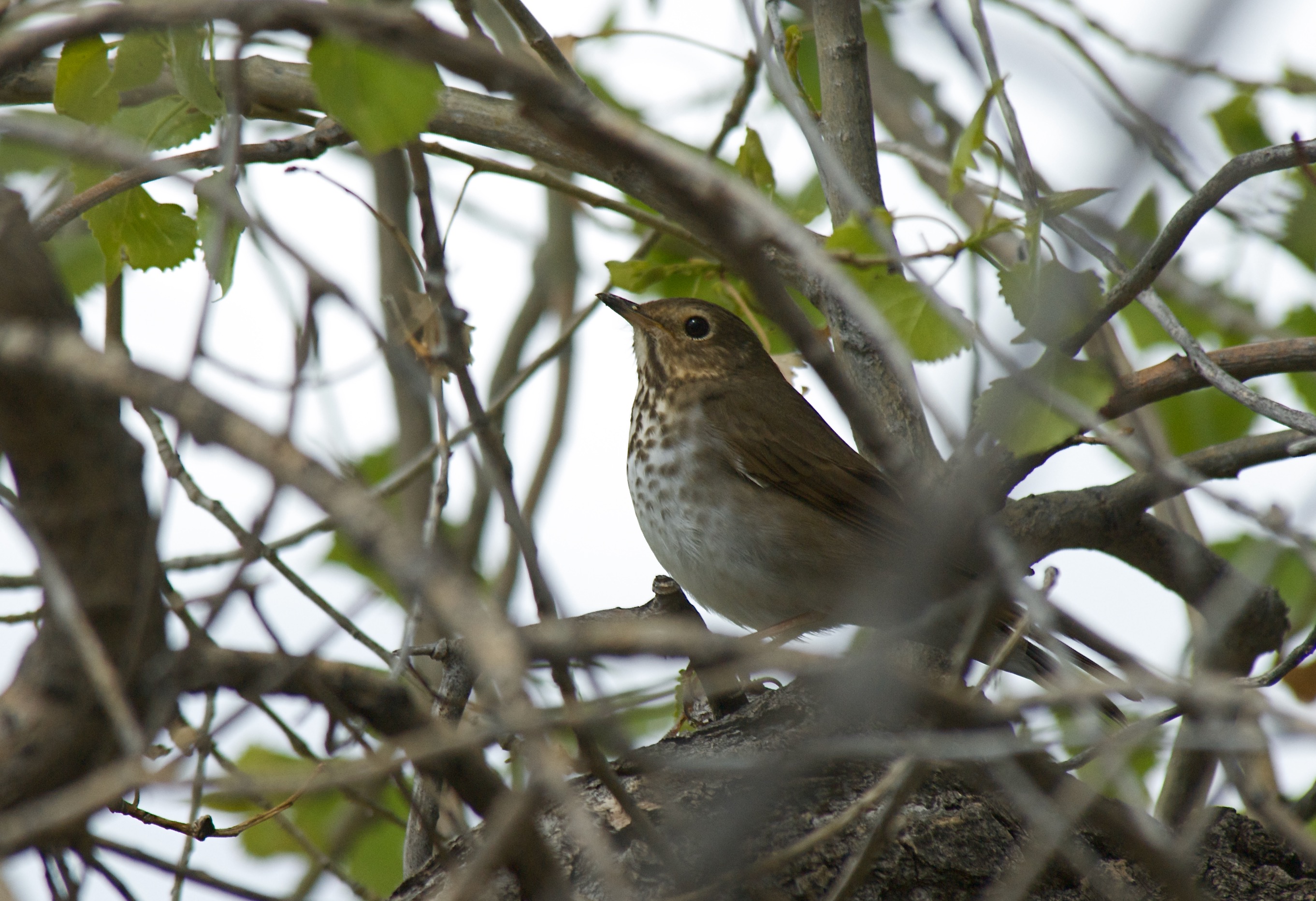 Swainson's Thrush