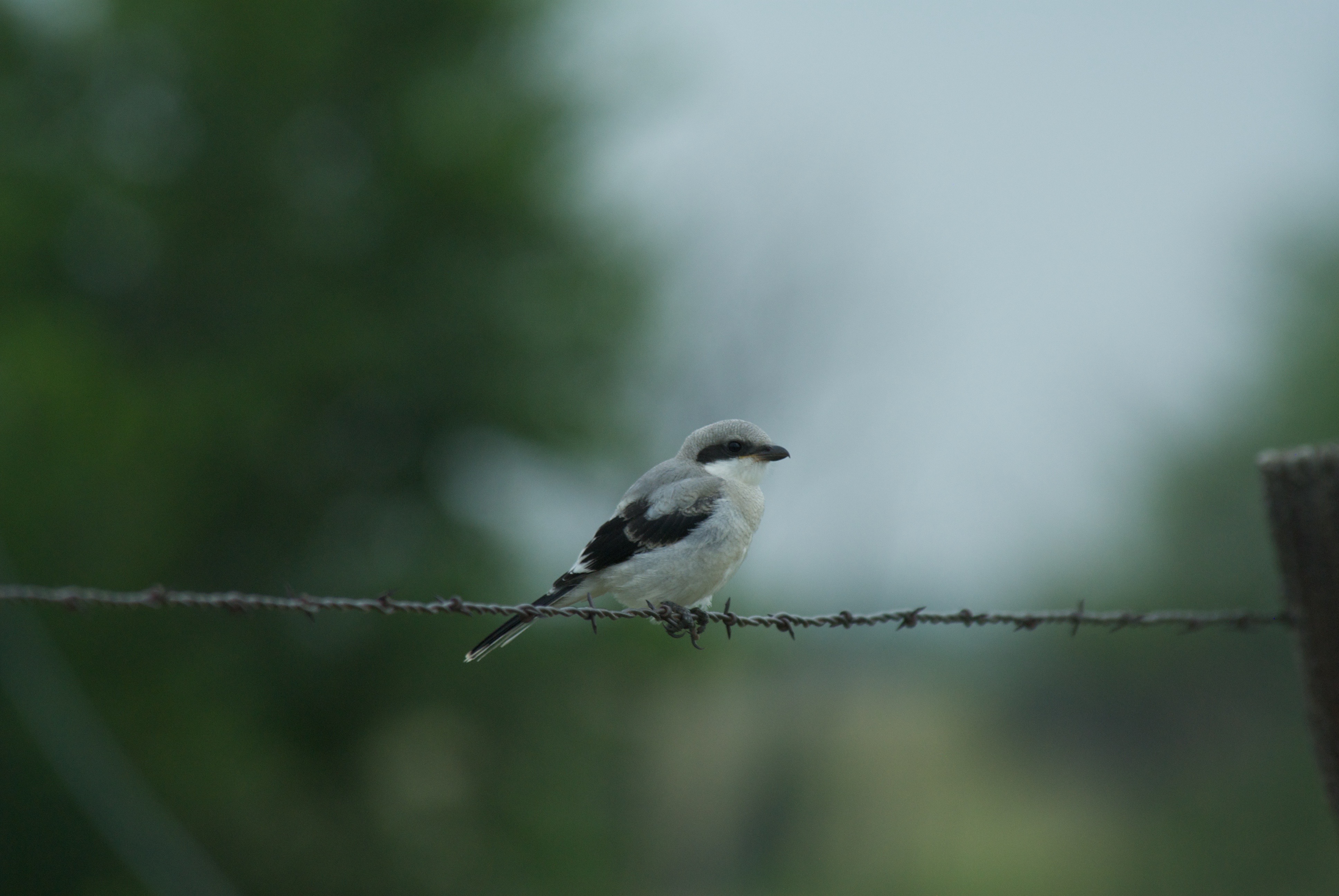 Loggerhead Shrike (young)