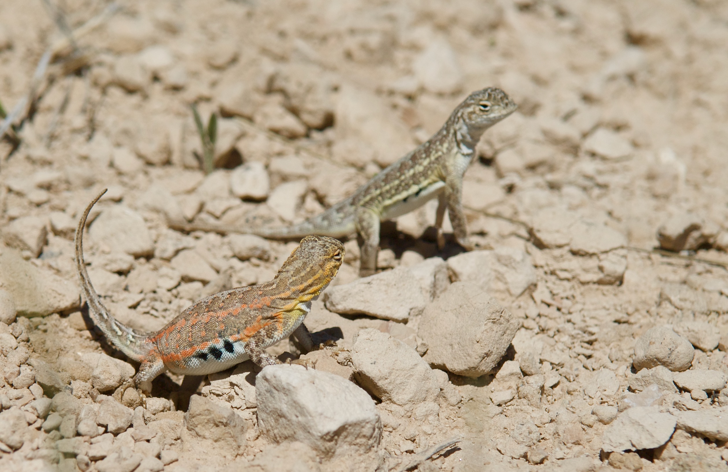 Lesser Earless Lizard Pair (female near)