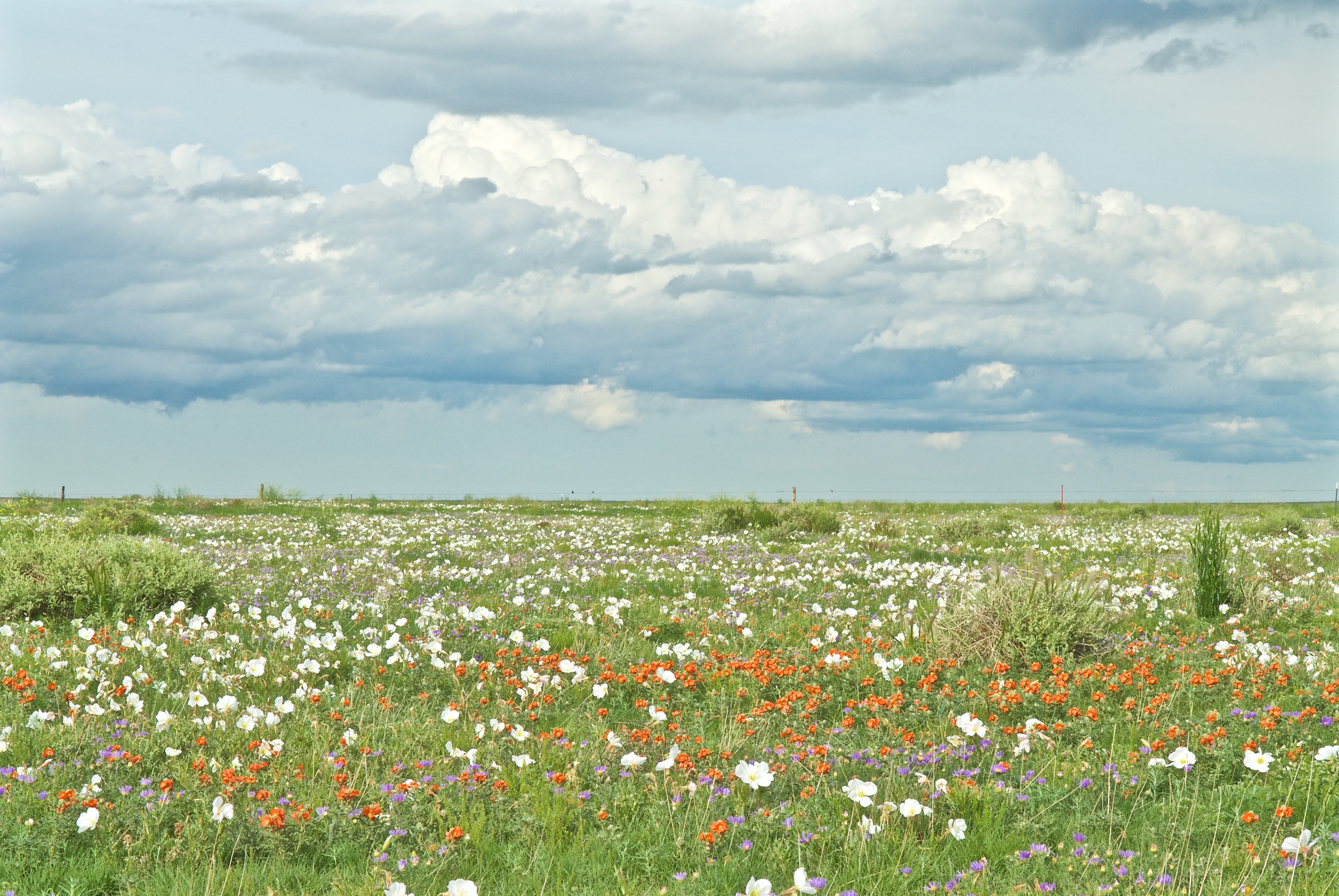 Pawnee Grasslands (Tansyaster, Primrose, Scarlet Mallow)