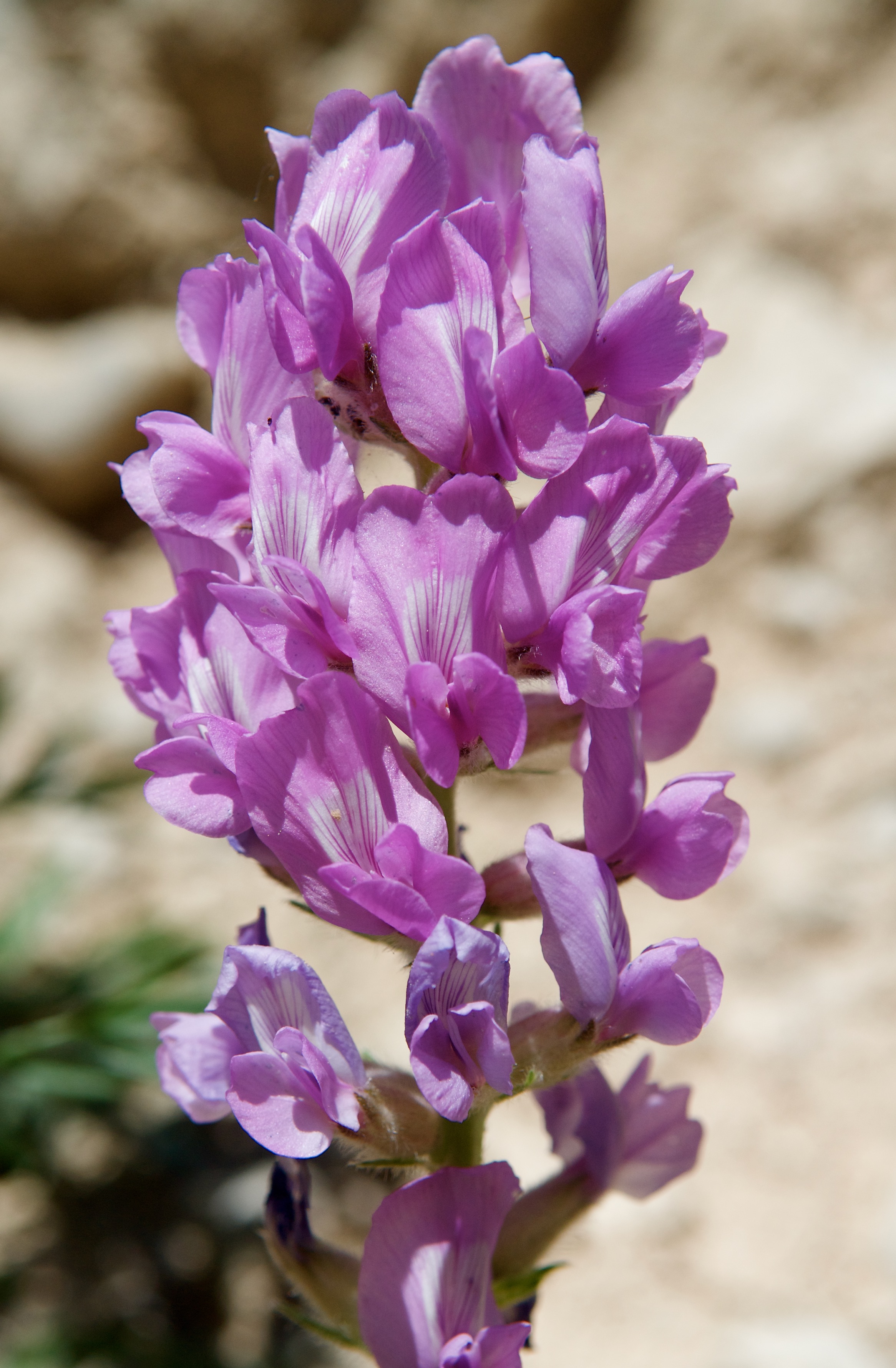 Lambert's Locoweed (Oxytropis lambertii)